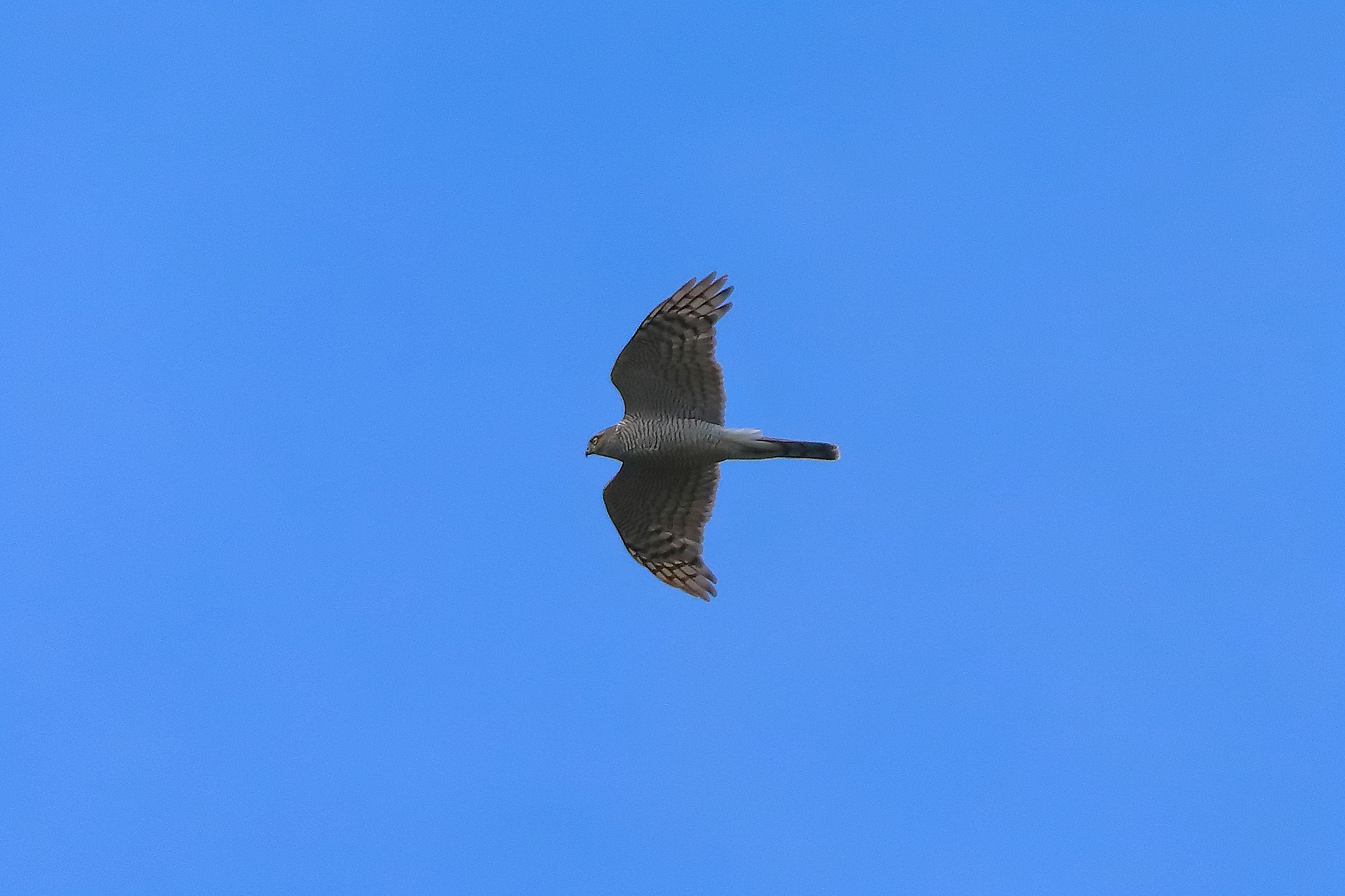 Sparviere 12 luglio 2024 - 0107