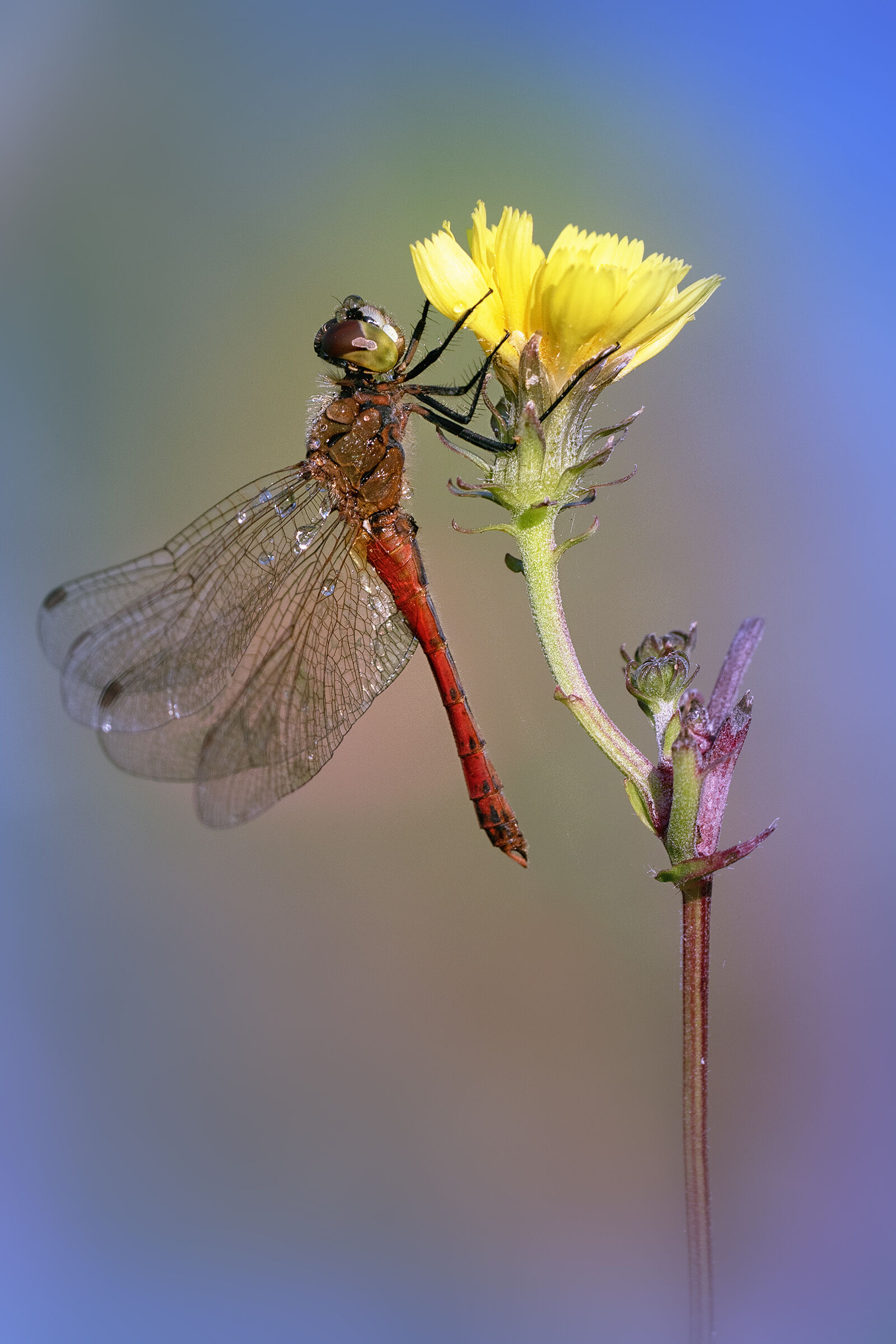 Sympetrum depressiusculum