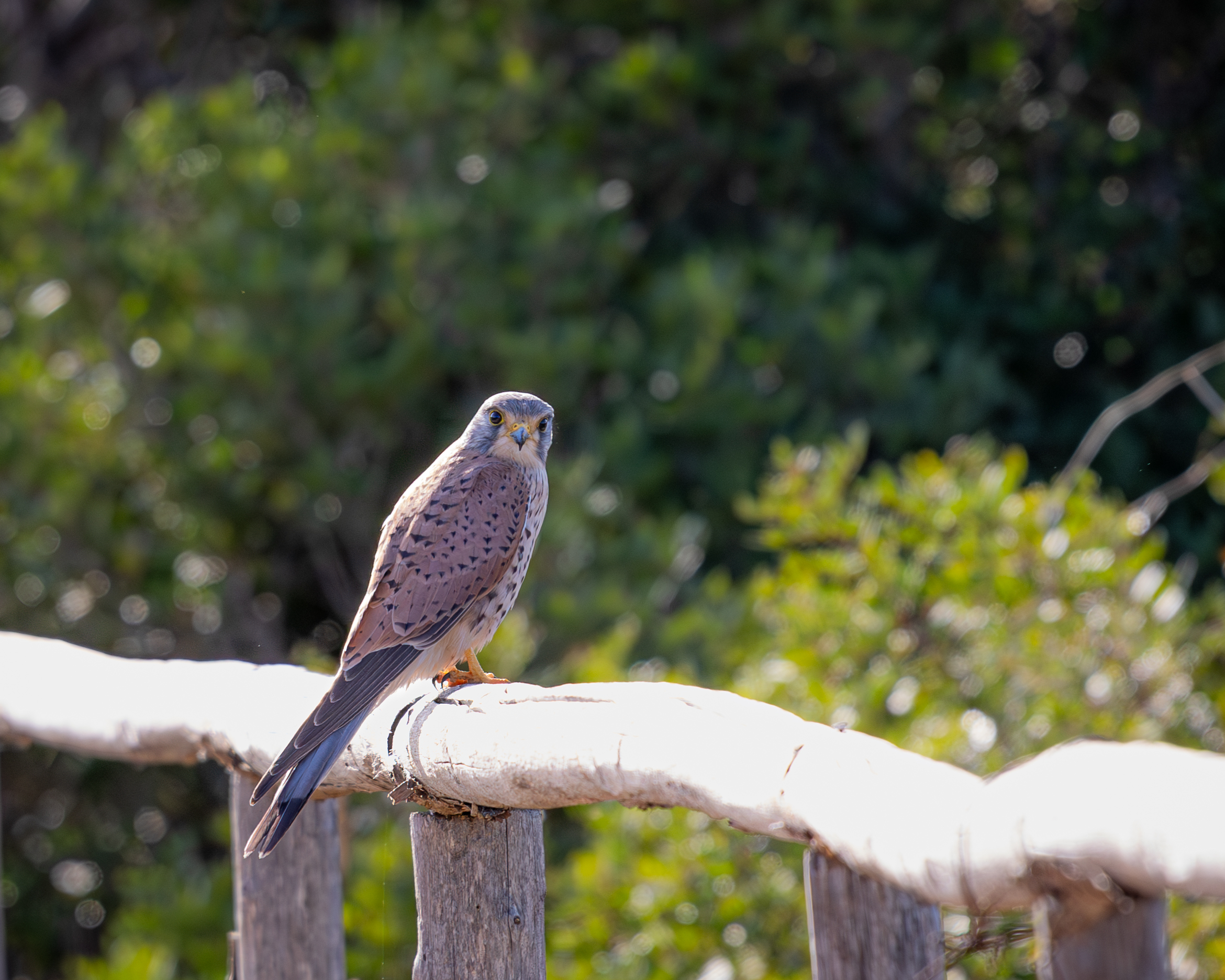 Kestrel