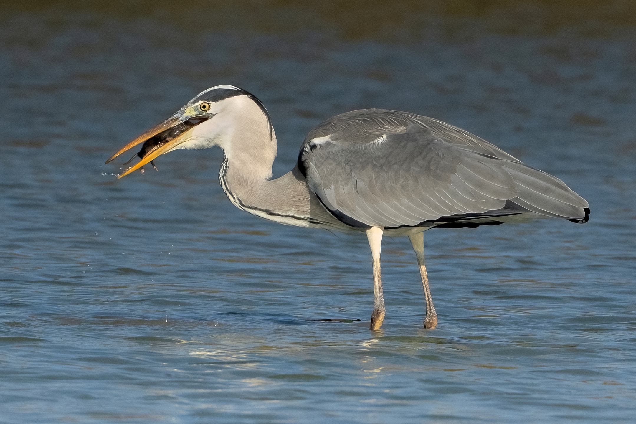 Taken with ..... Mouse in mouth