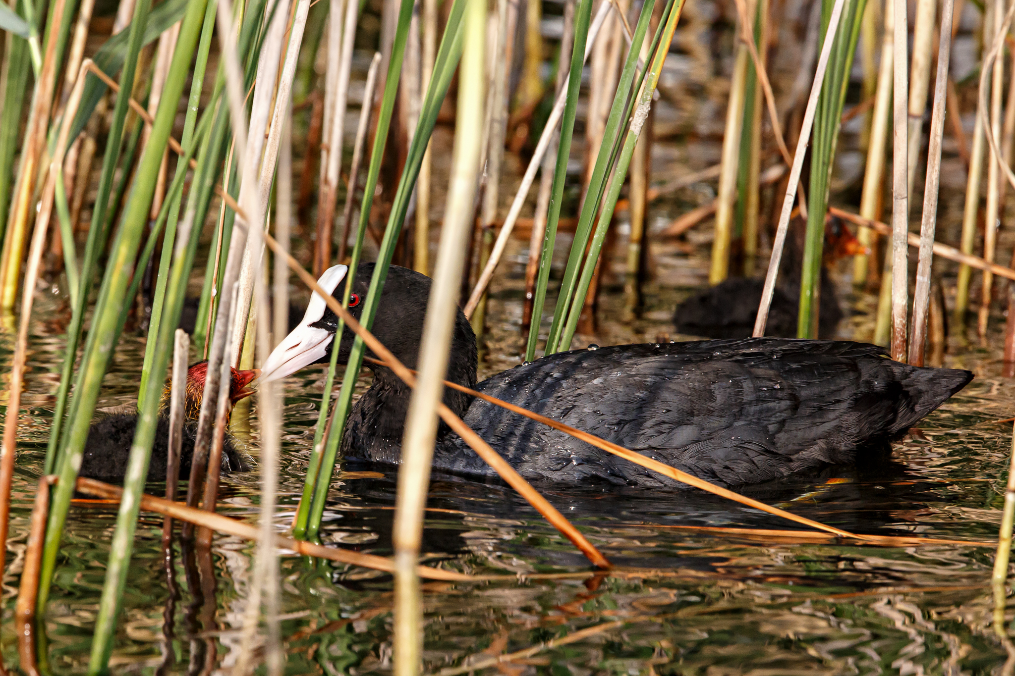La nutrizione del folaghino