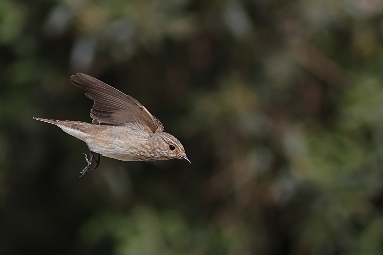 Il tuffo del beccamoschino