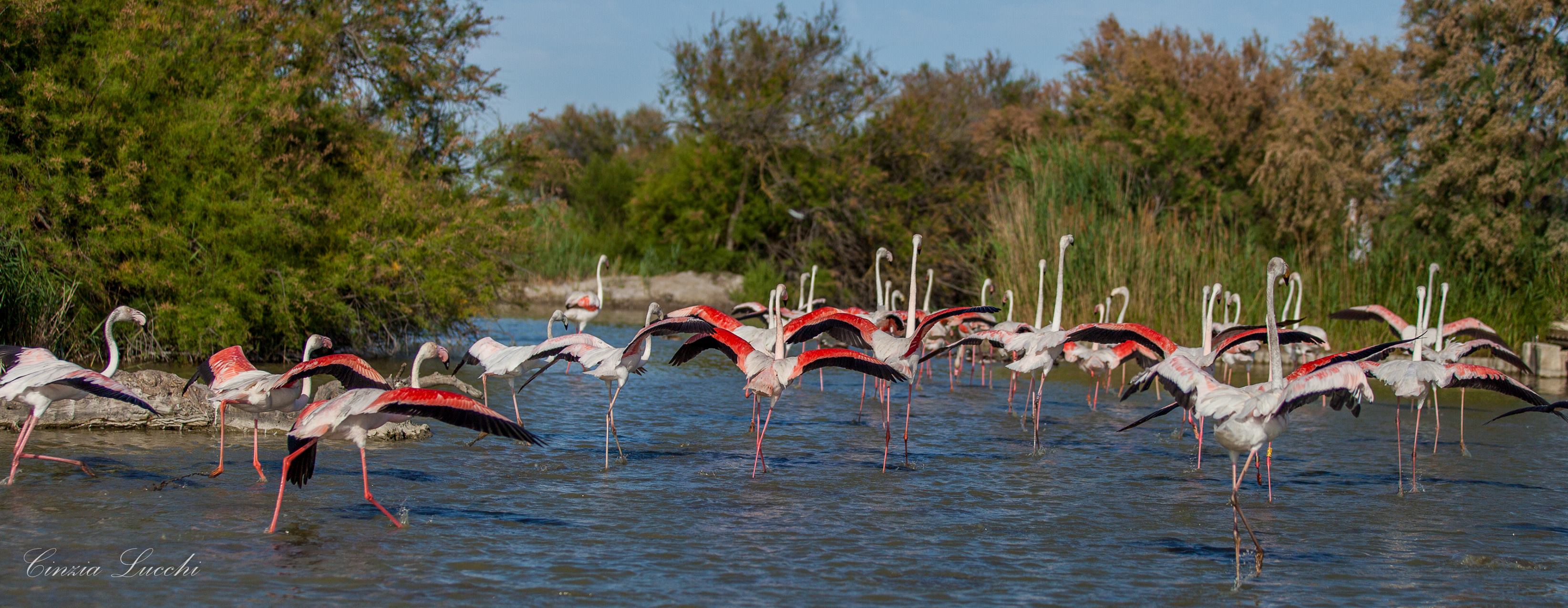fenicotteri in Camargue