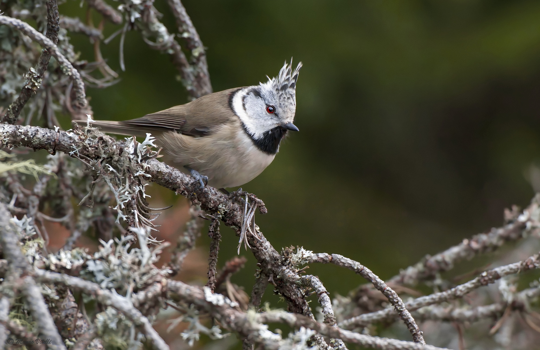 Tufted (Lophophanes cristatus)