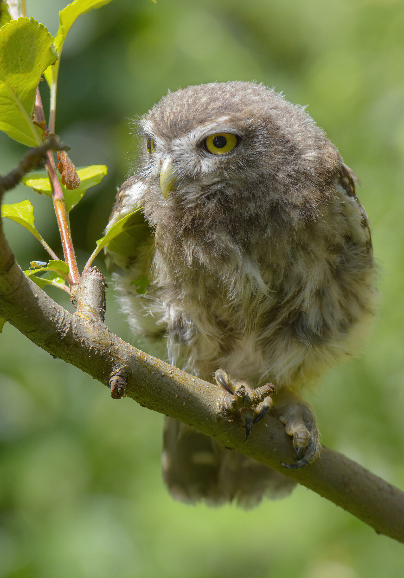 Owl chick