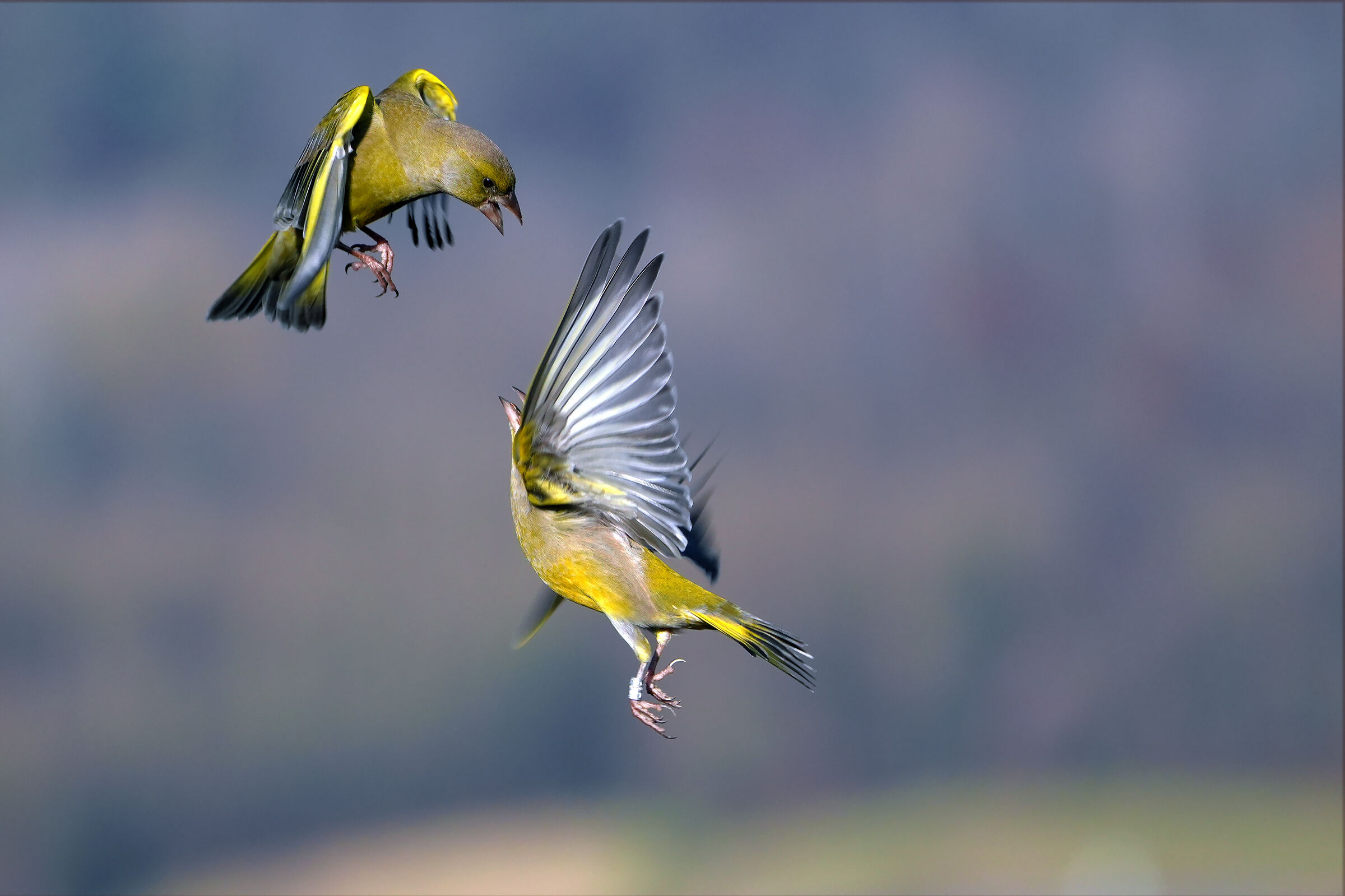 Infighting 2