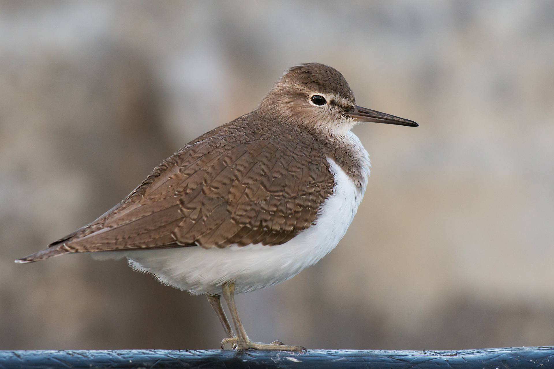 Small Sandpiper