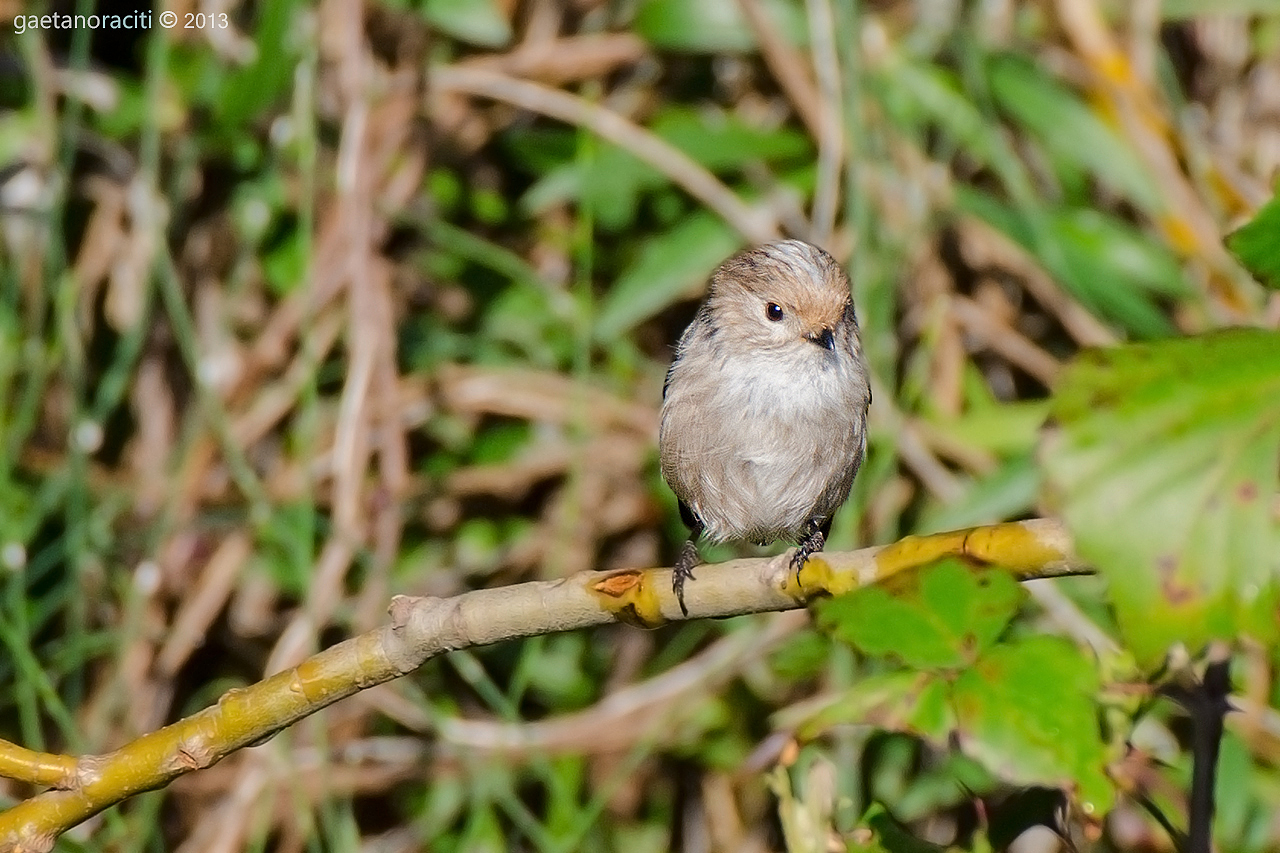 Long-tailed Tit