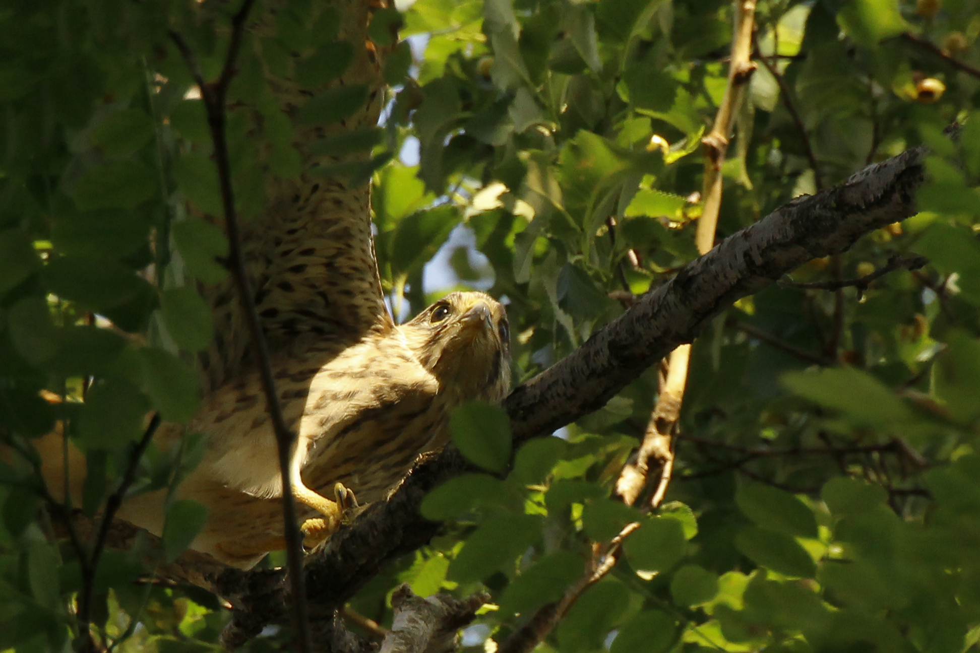 Lesser Kestrel