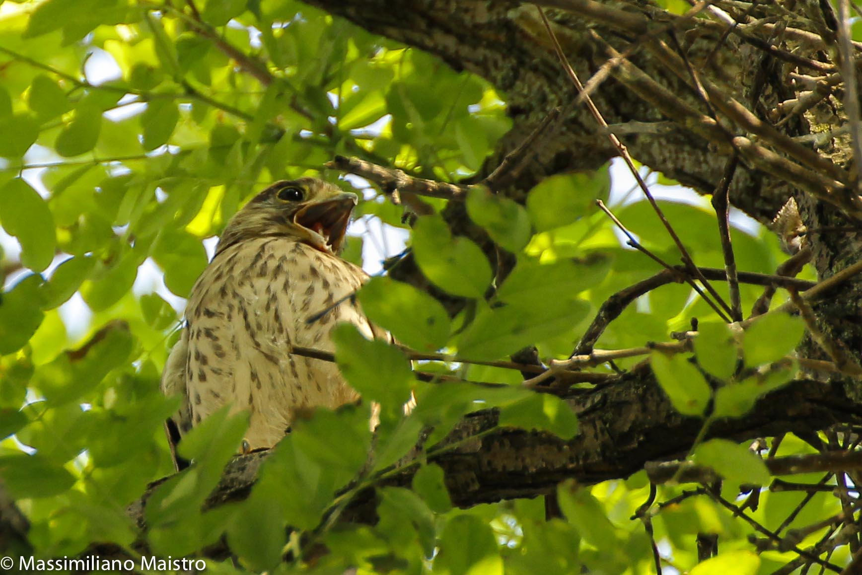 Lesser Kestrel