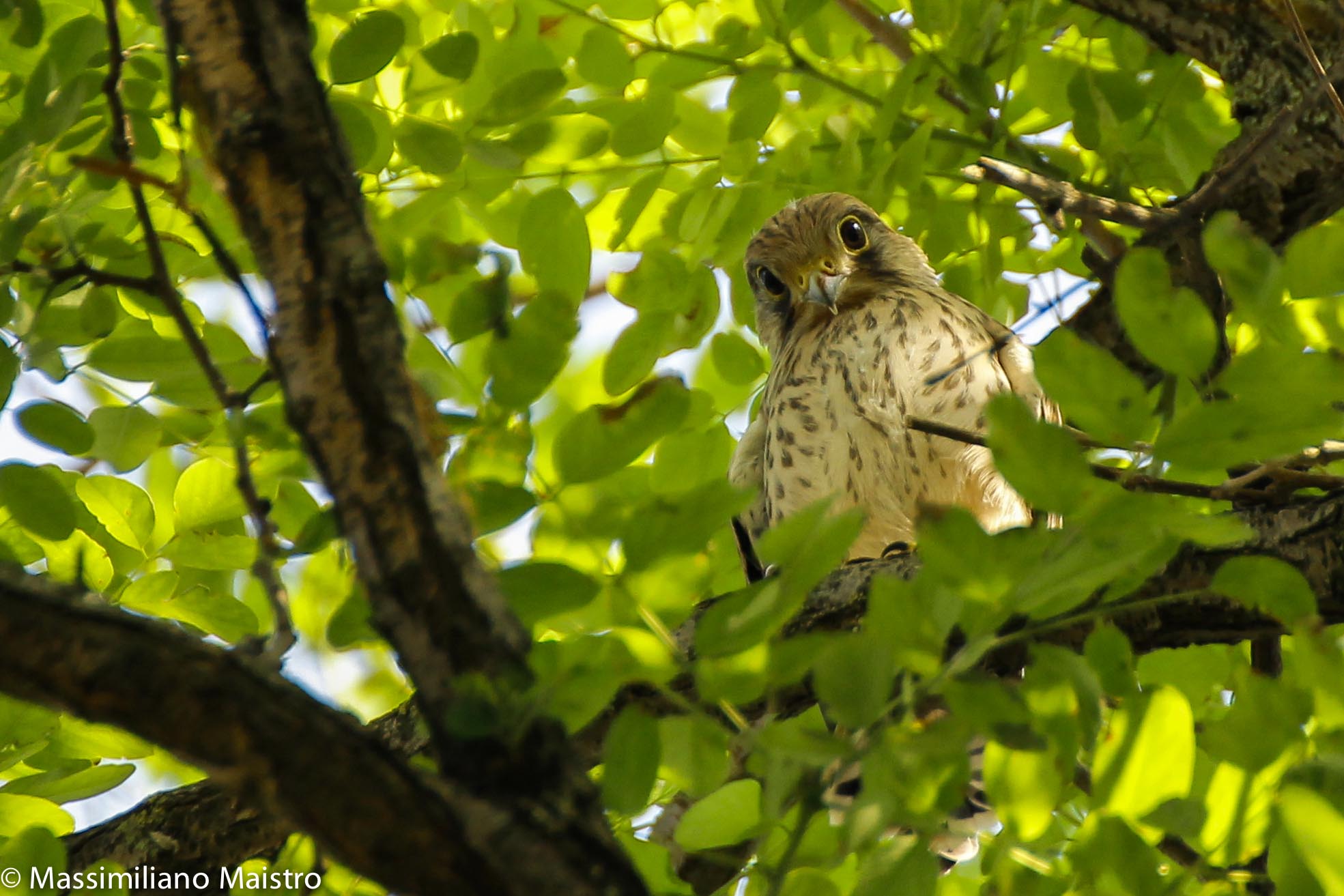 Lesser Kestrel
