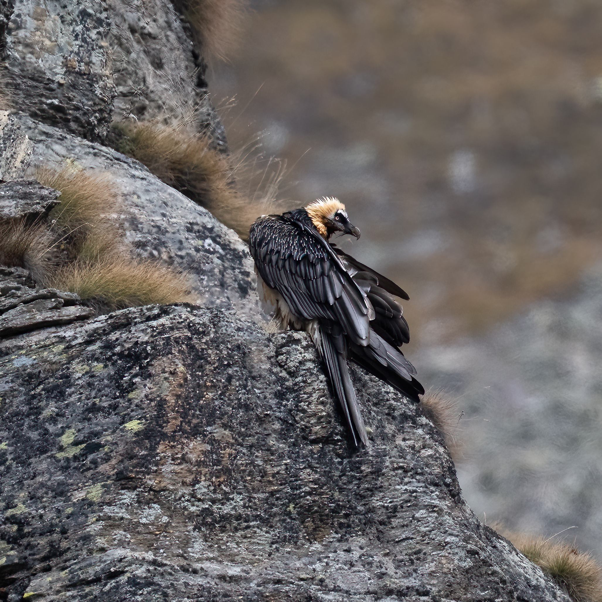 Gypaetus barbatus - Gran Paradiso National Park