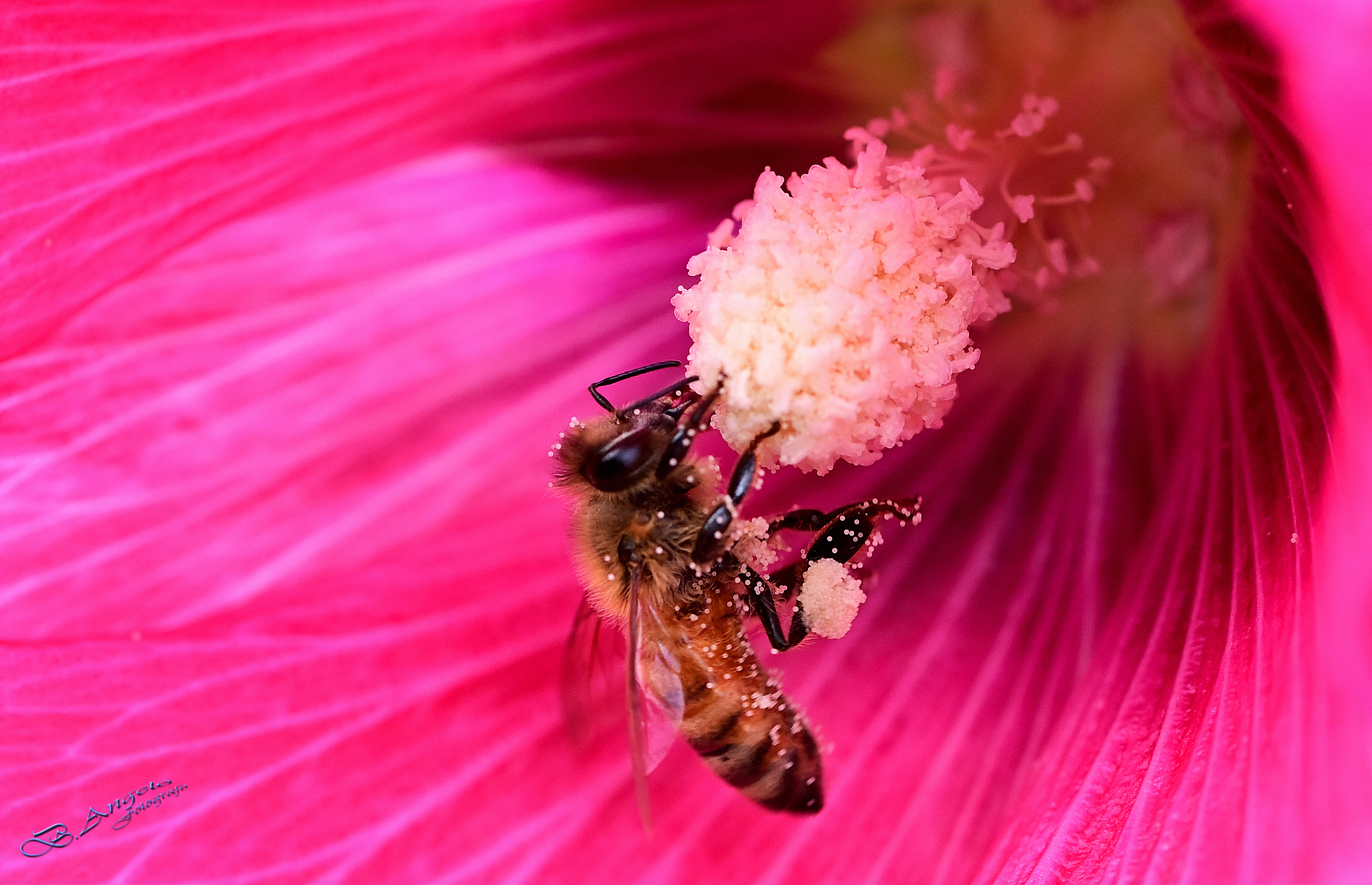 " bottinatrice "  ( Ape mellifera italiana )