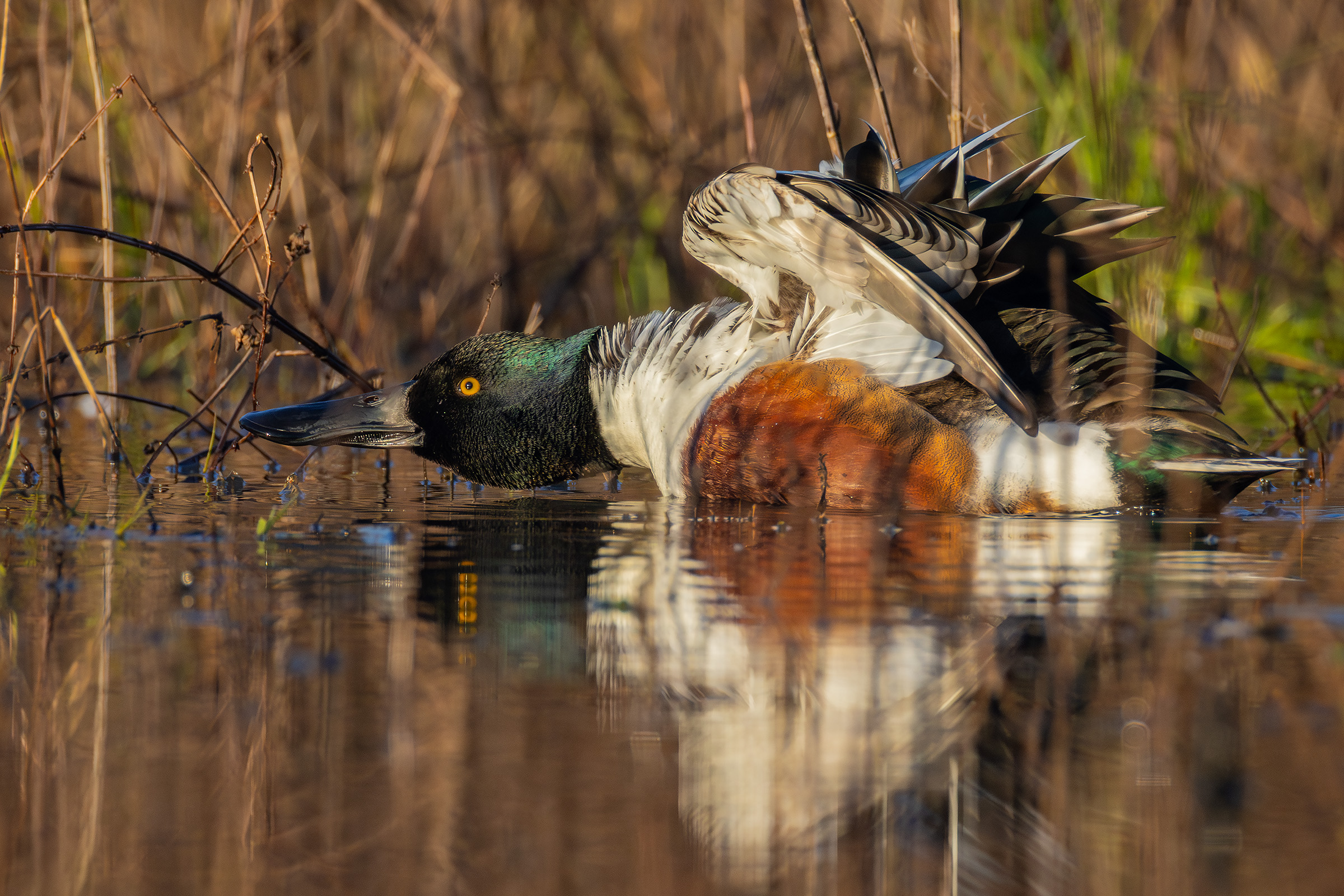 Maschio di Mestolone