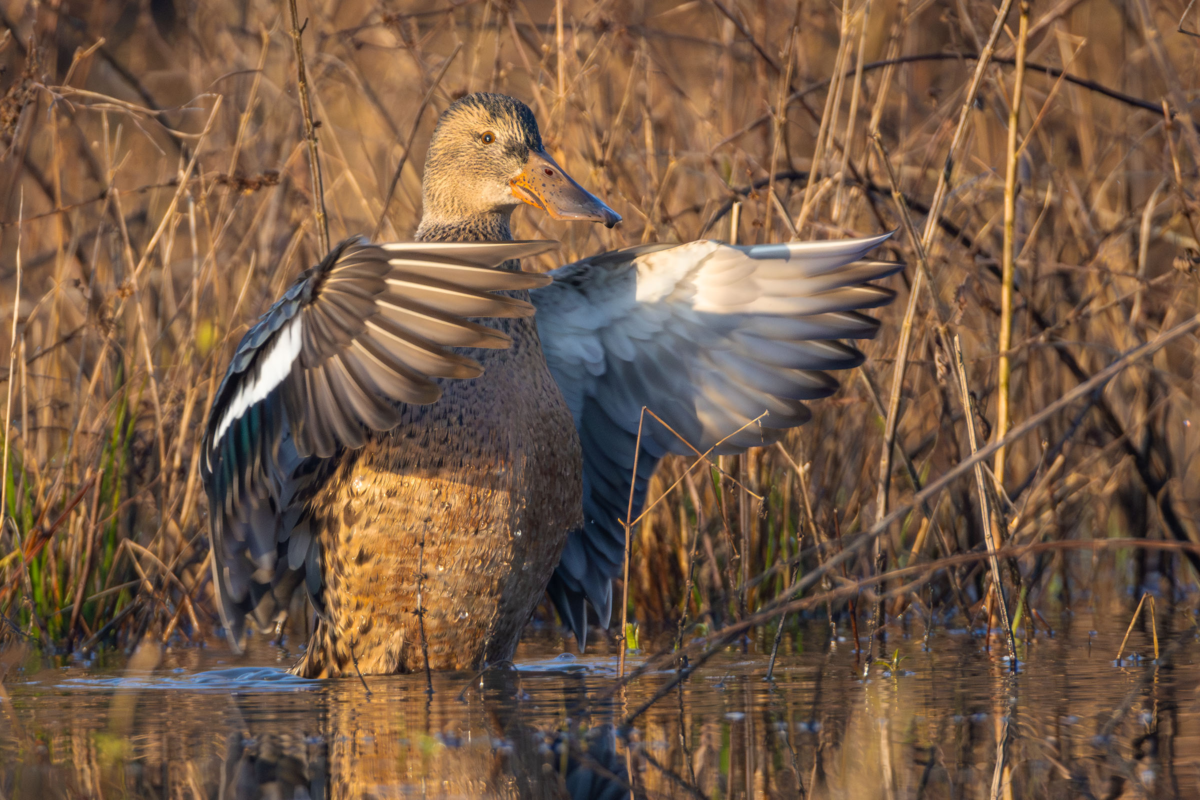 Femmina di Mestolone