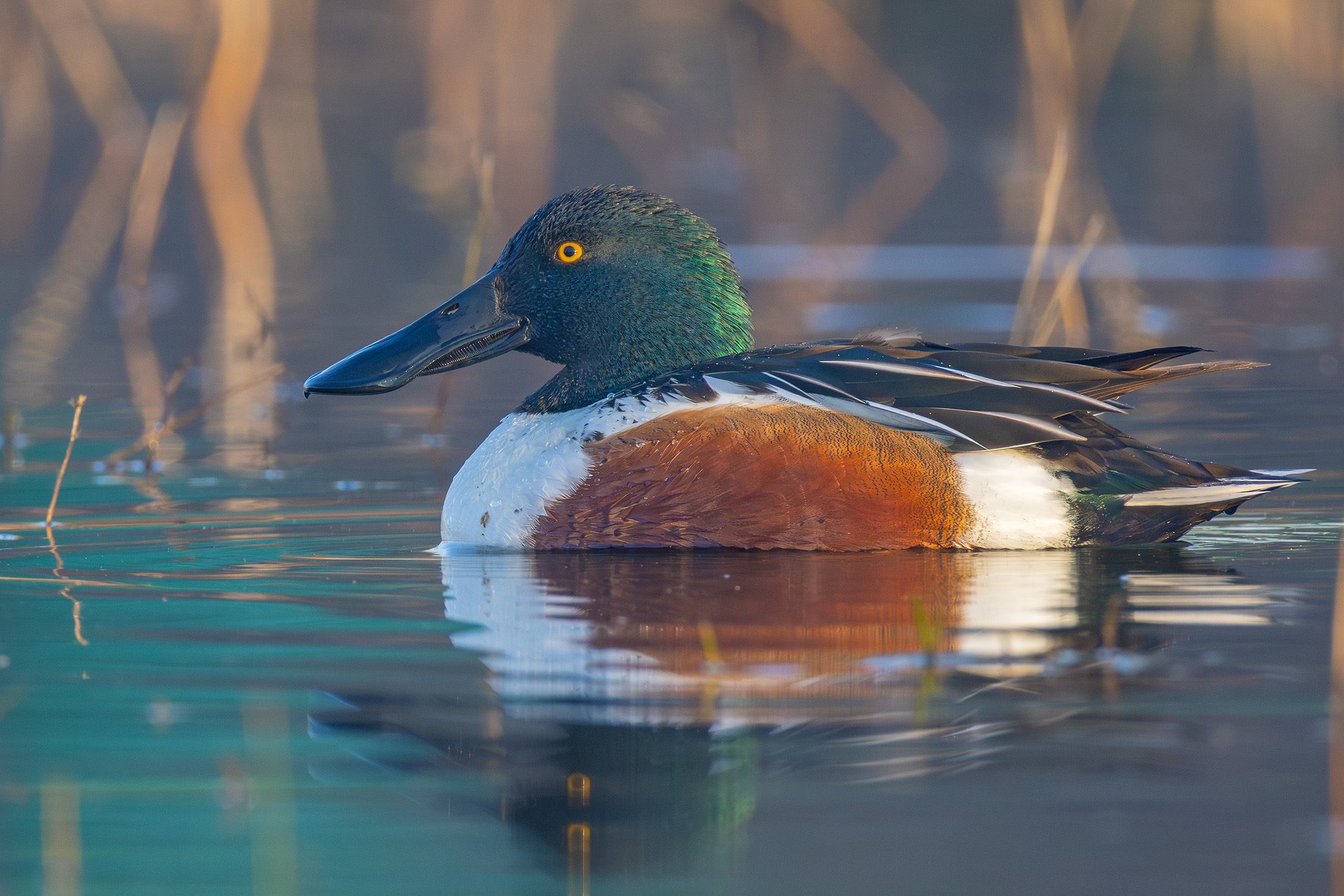 Maschio di Mestolone