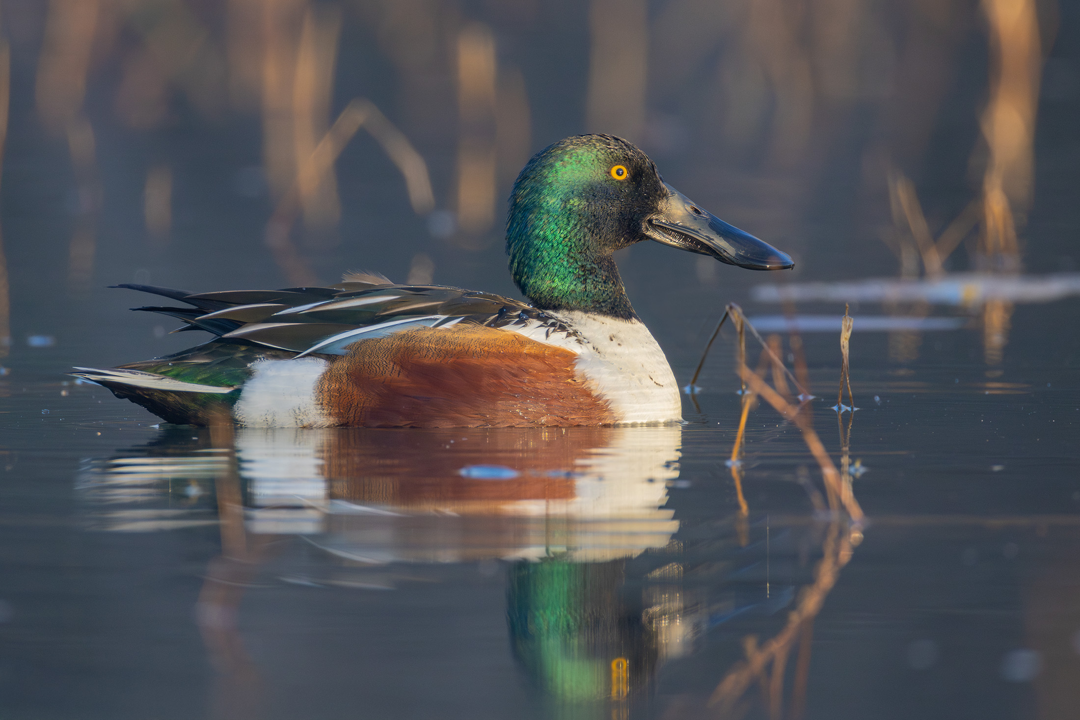 Maschio di Mestolone