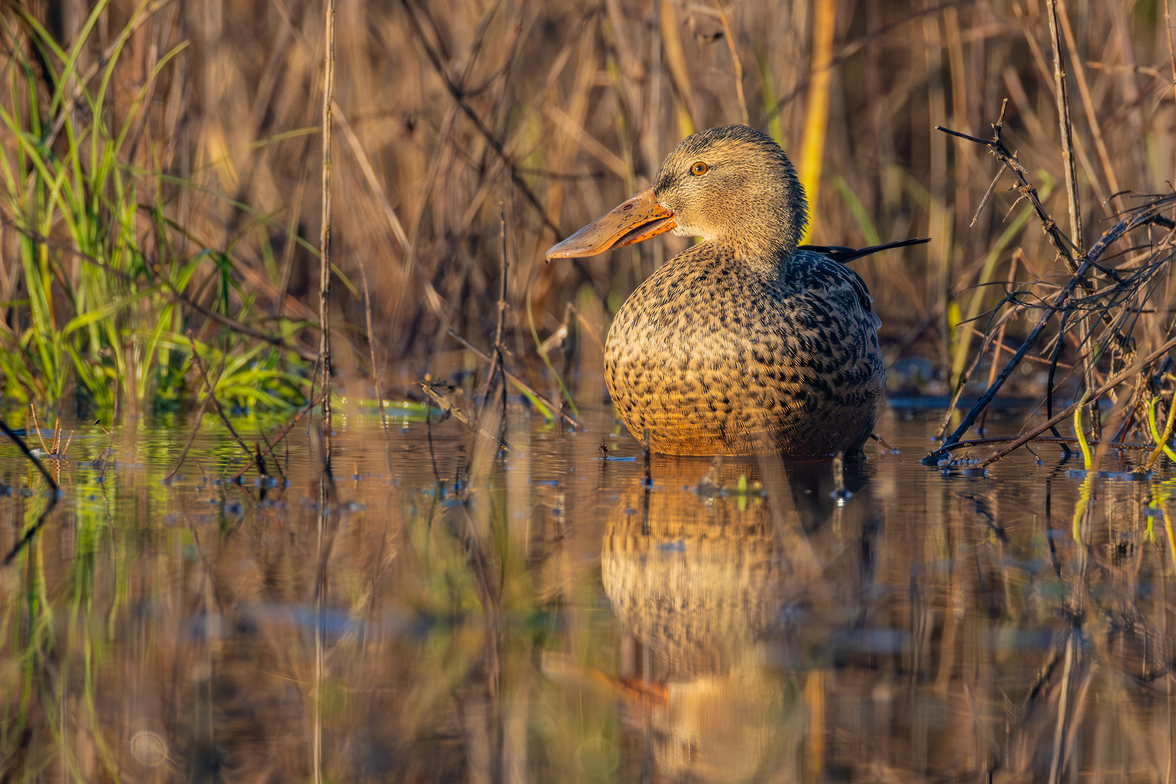 Femmina di Mestolone