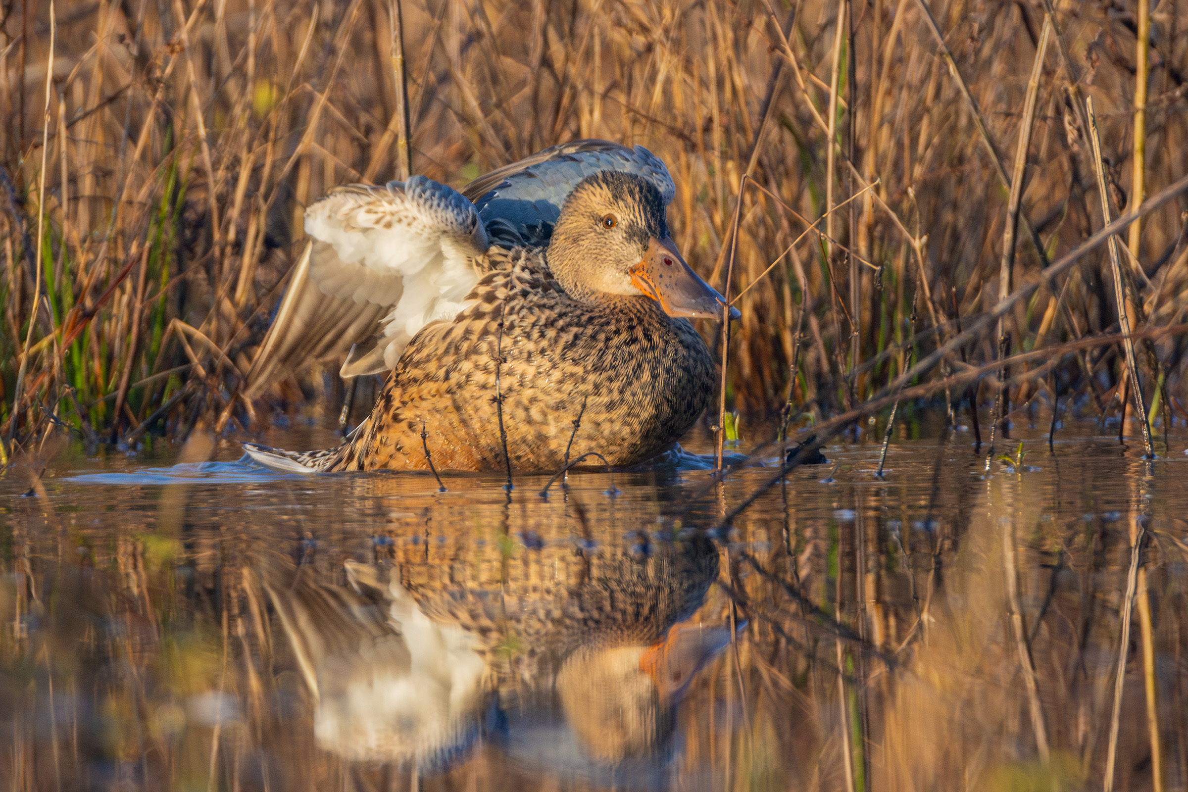 Maschio di Mestolone