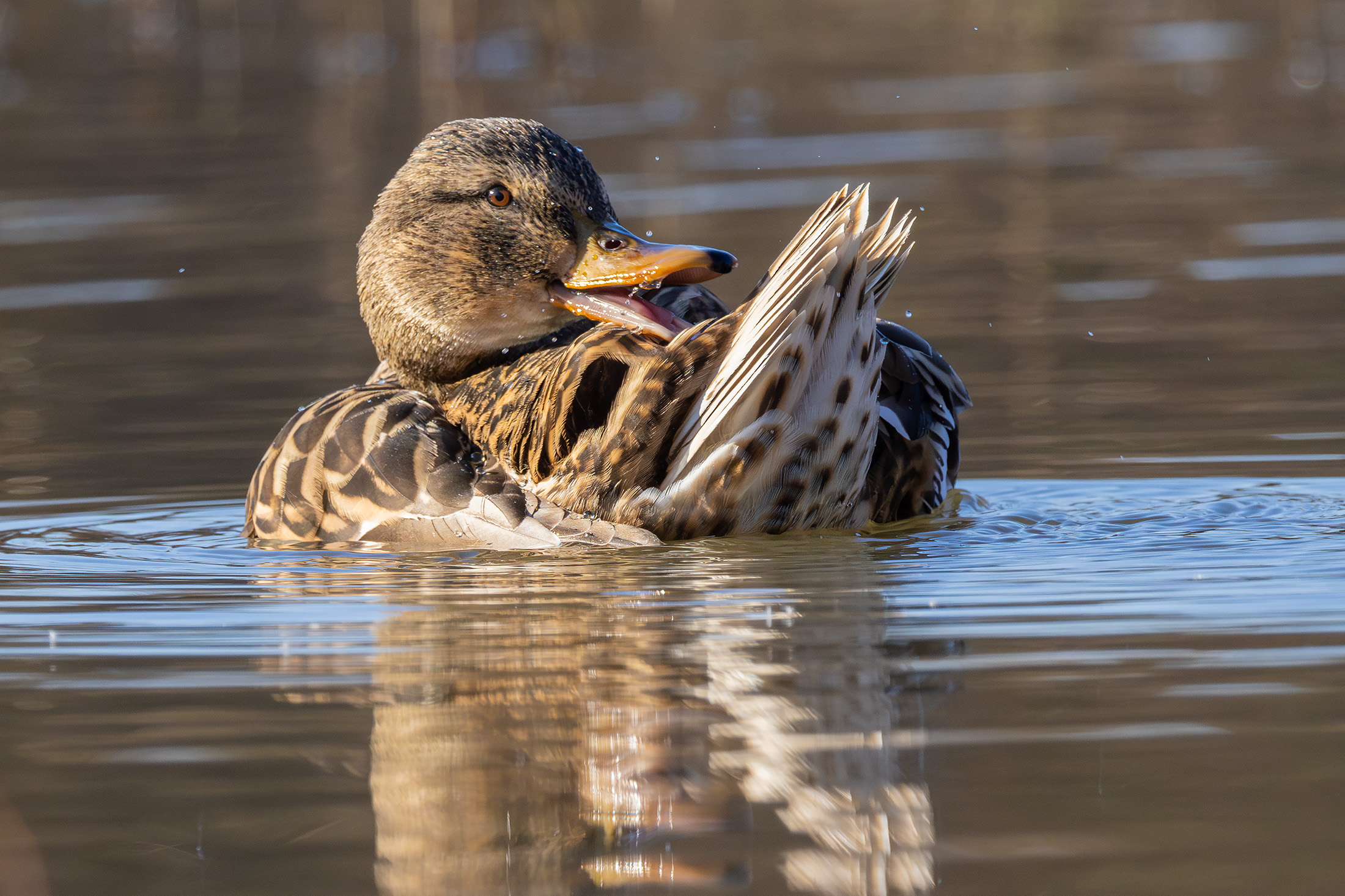 Germano reale. Femmina in preening