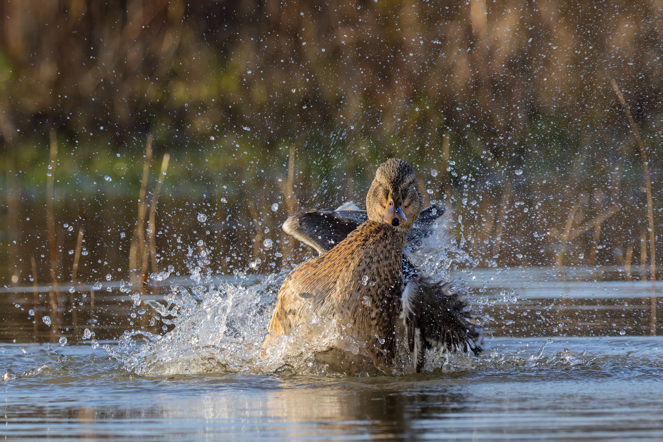 Germano reale. Femmina in bathing