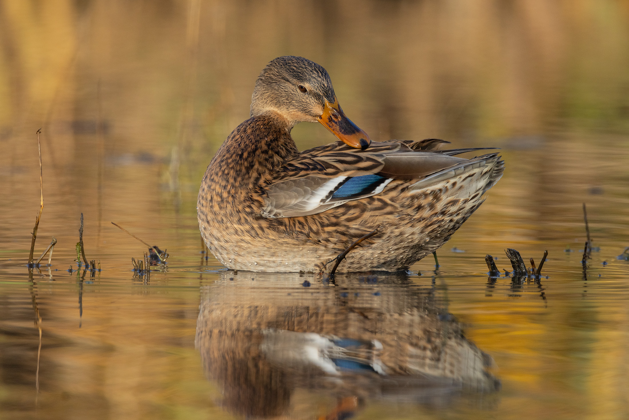 Germano reale. Femmina in preening