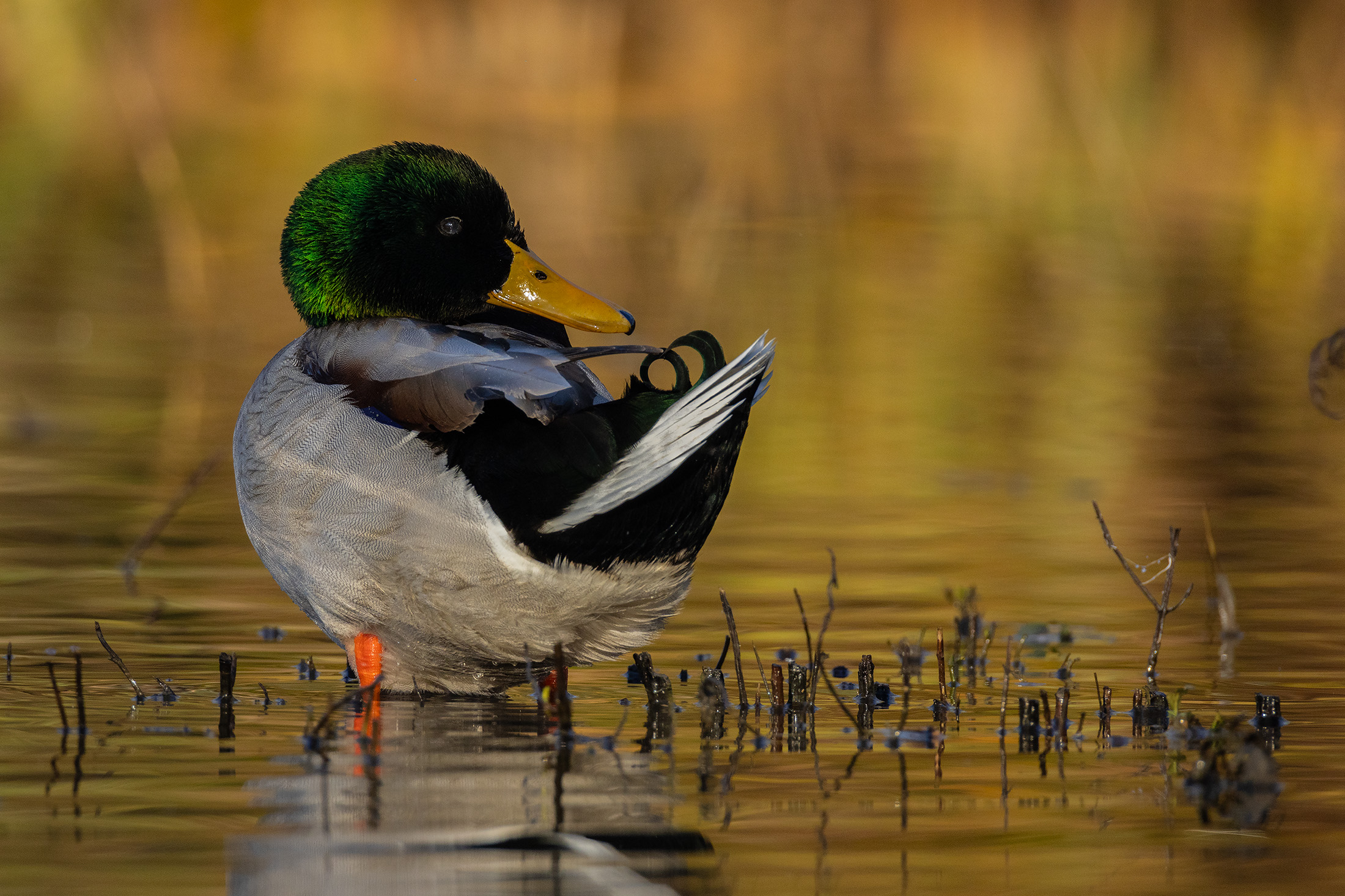 Germano reale. Maschio adulto in preening
