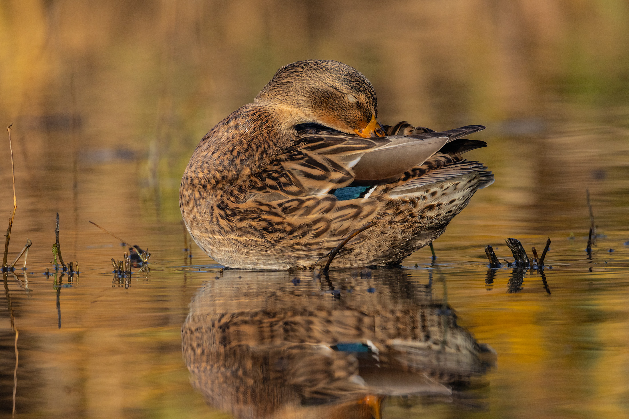 Germano reale. Femmina in preening