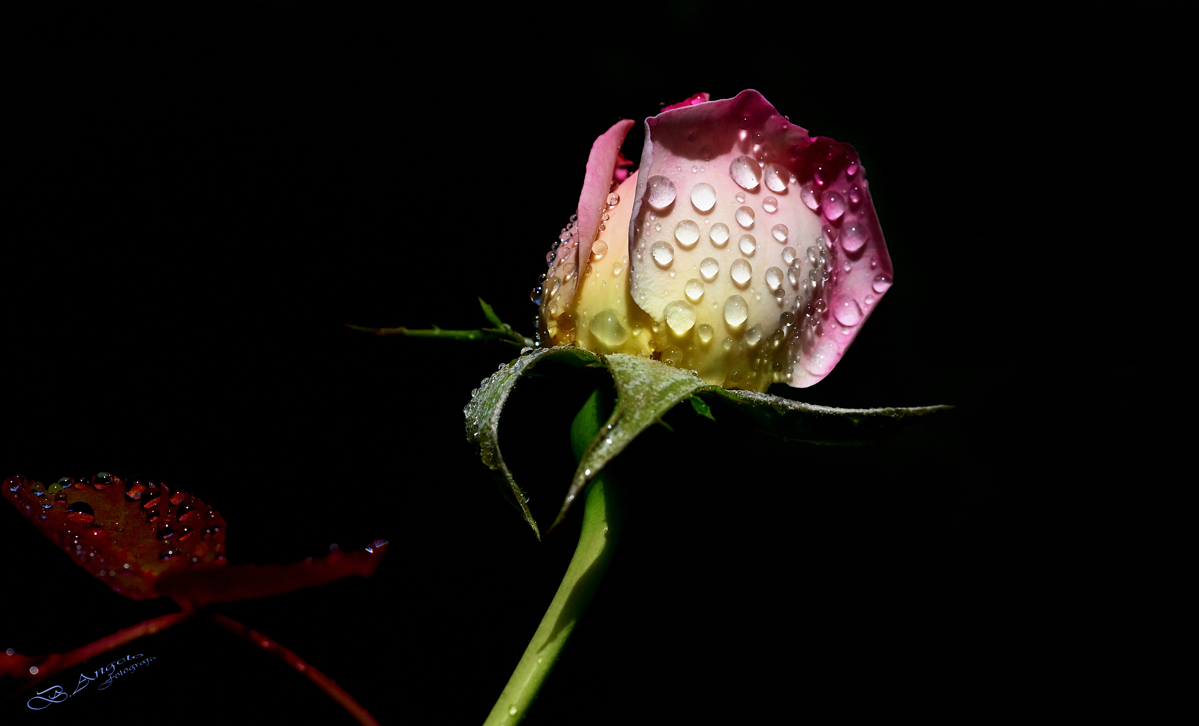 " rain pearls "