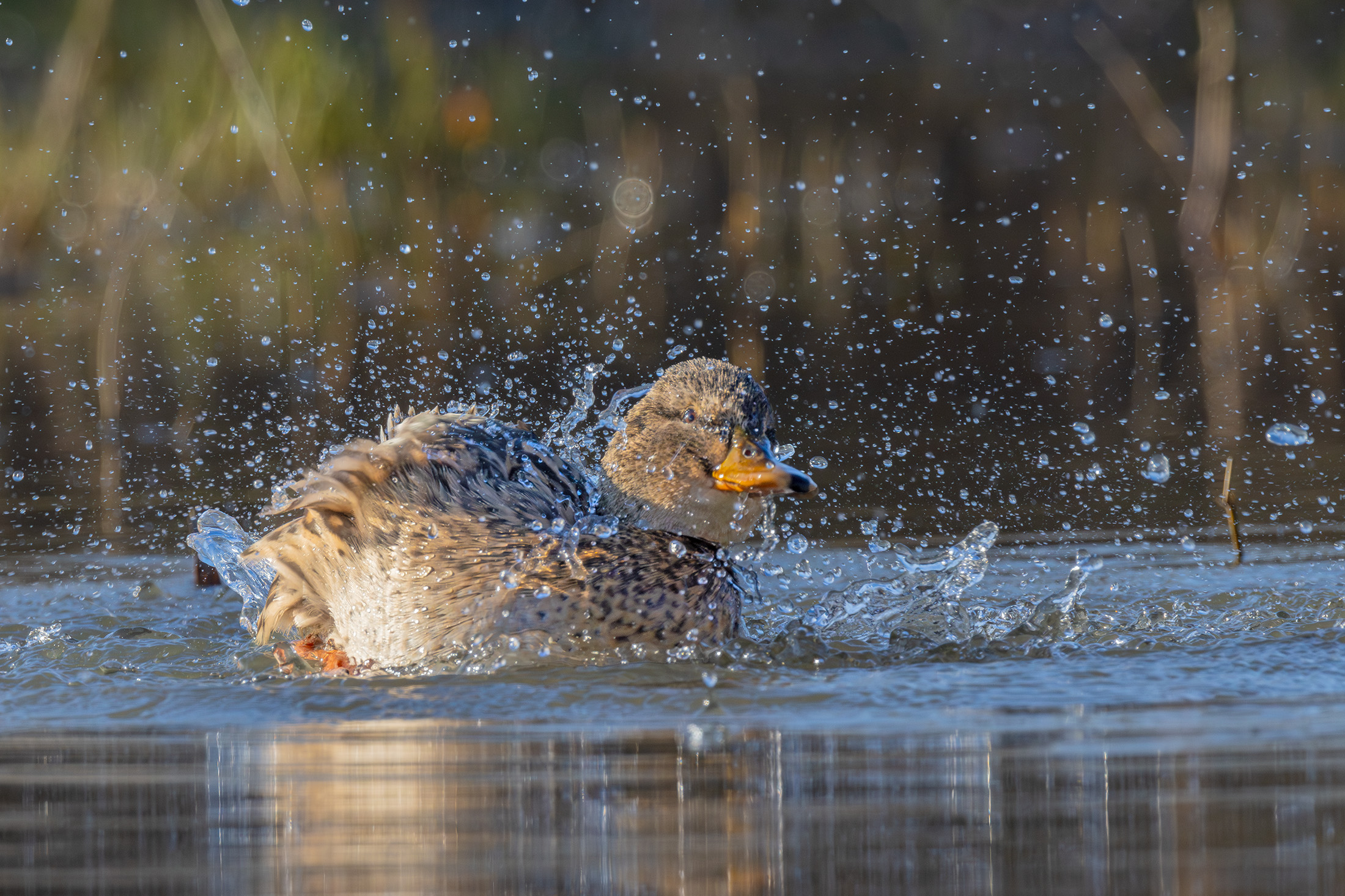 Germano reale. Femmina in bathing