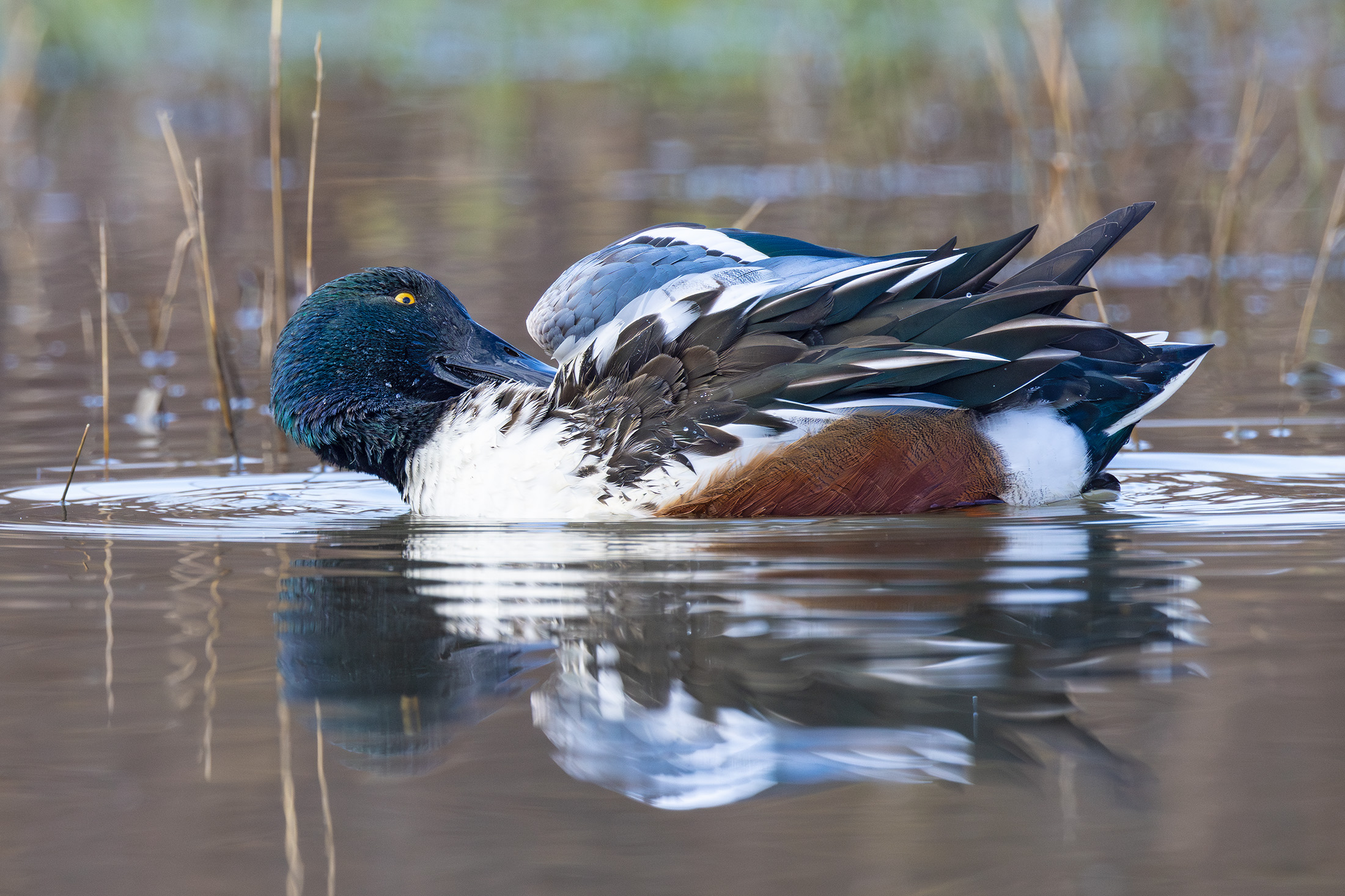 Mestolone, maschio adulto in preening
