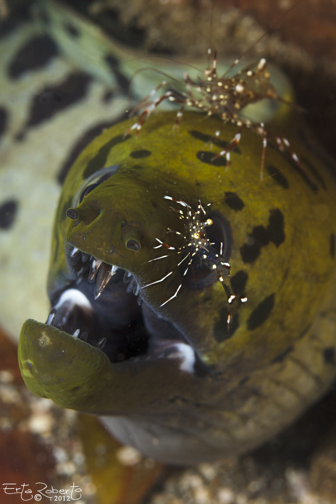 Murena con gamberetti