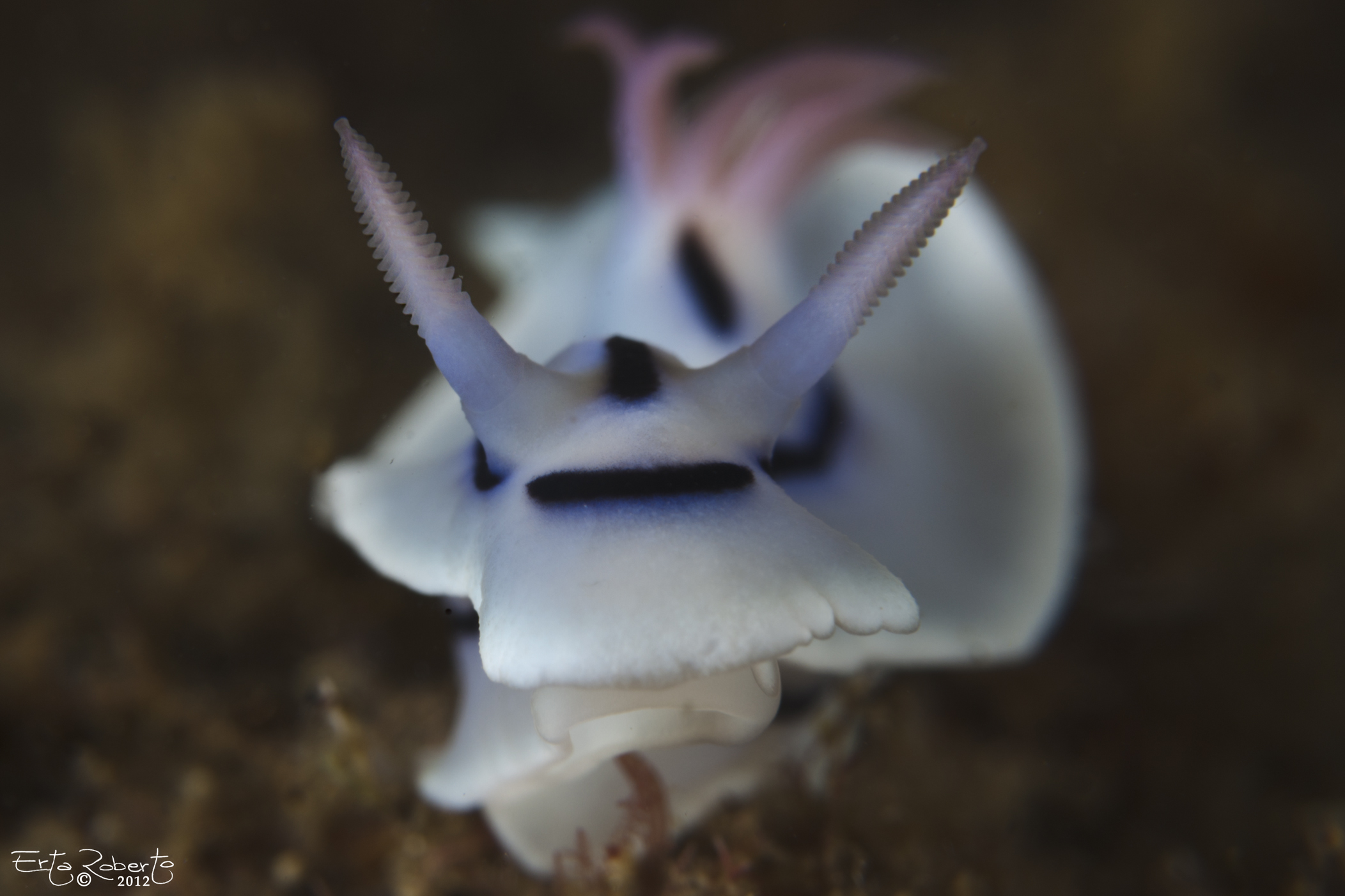 Nudibranco