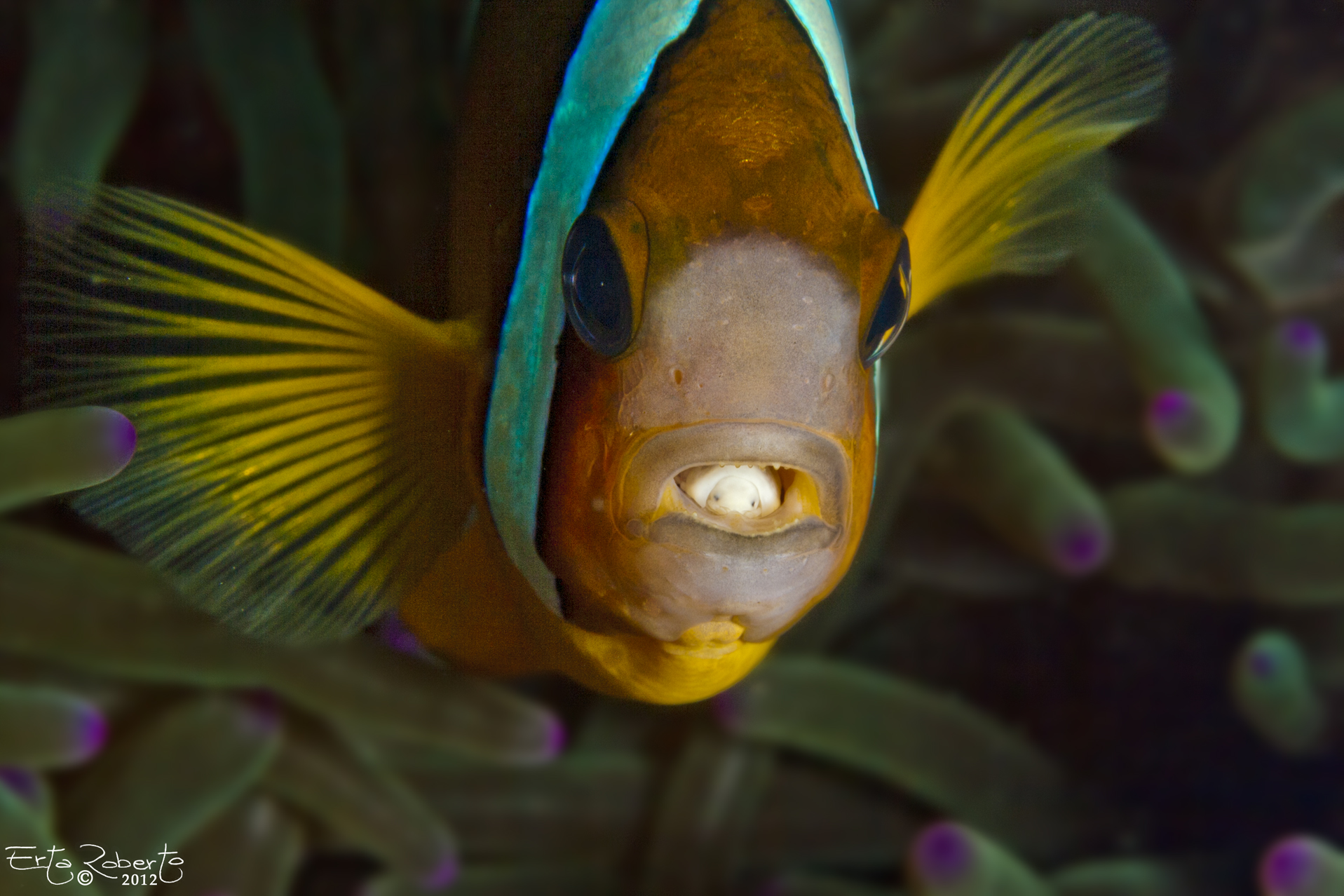 Pagliaccio con parassita