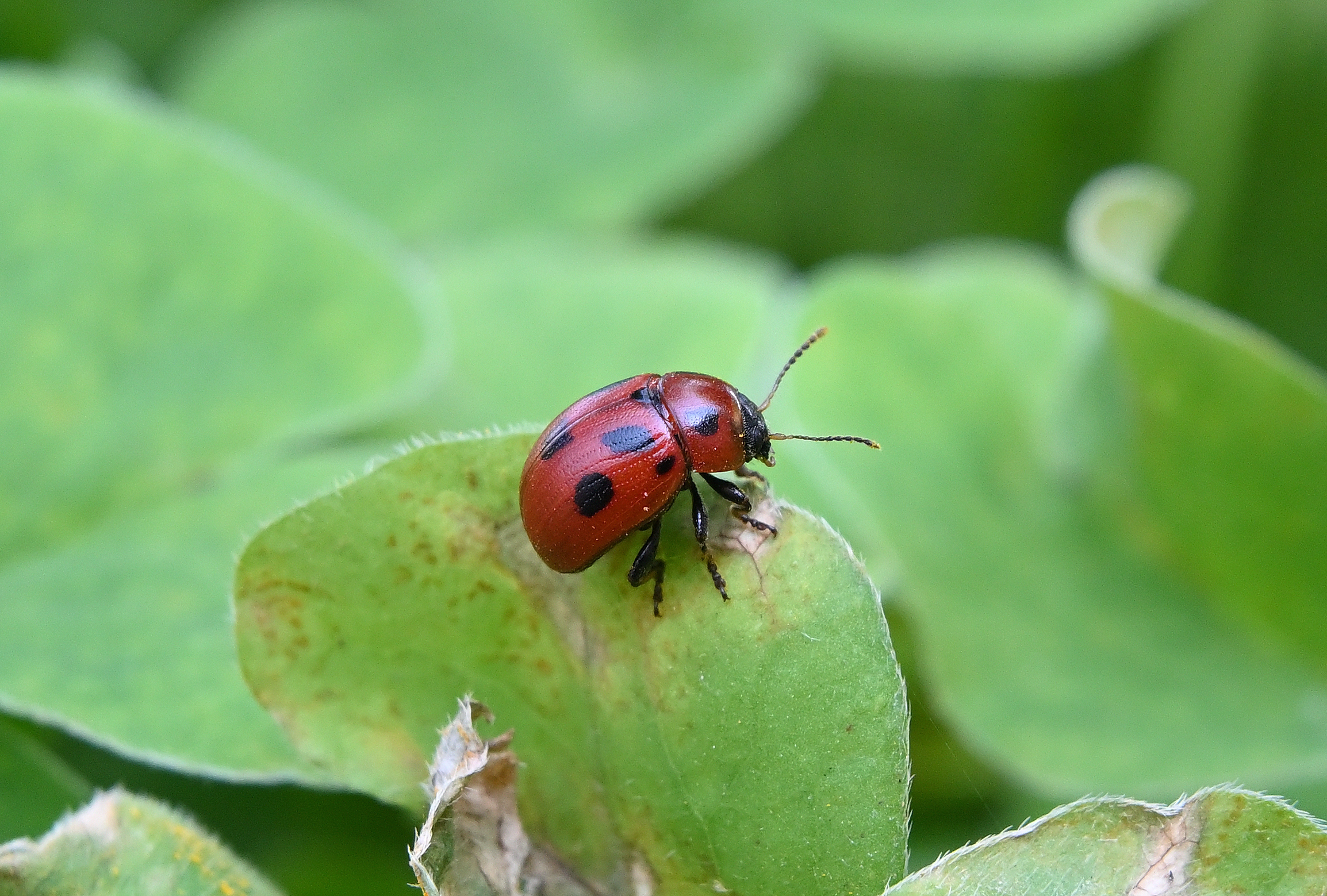Walking in the green