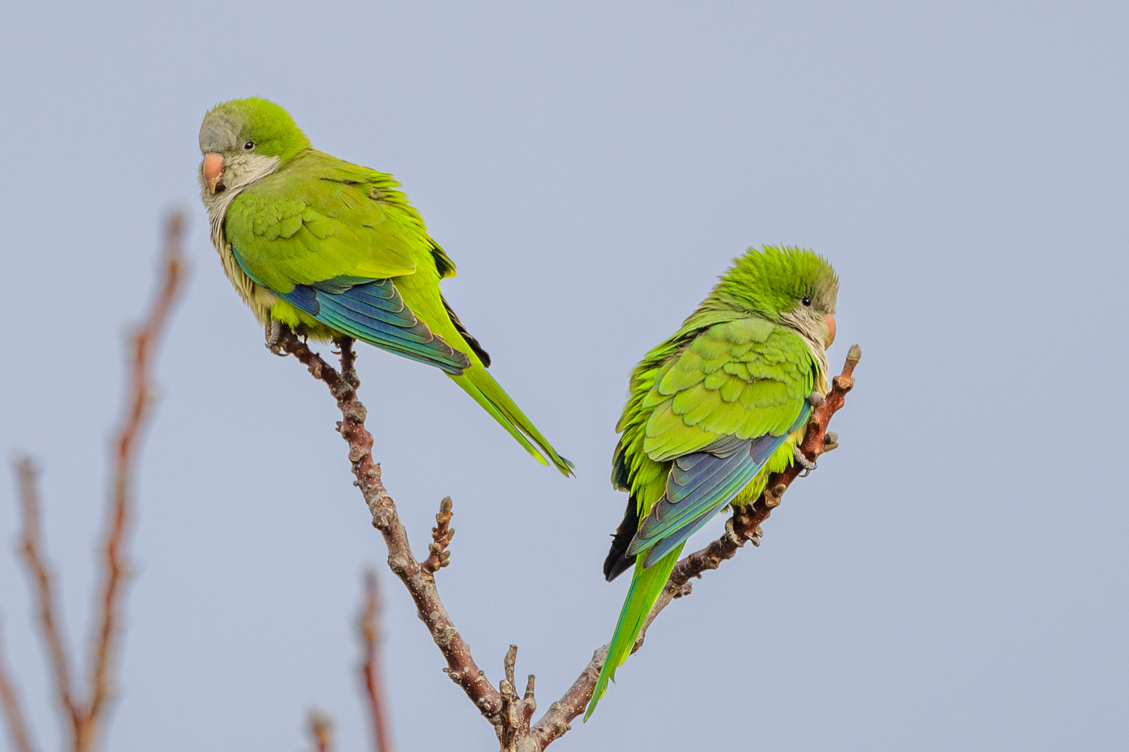 Parakeets