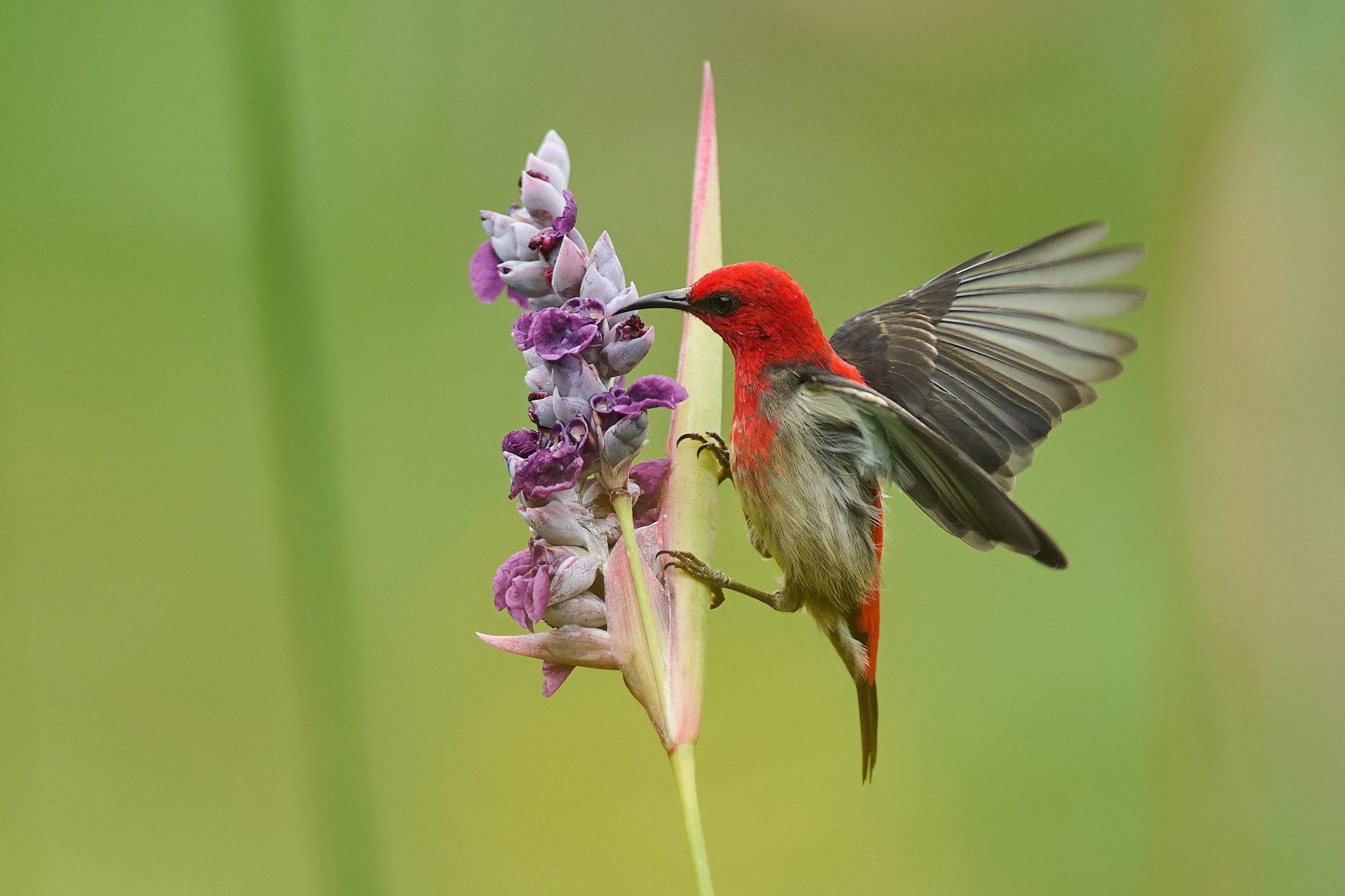 Sunbird