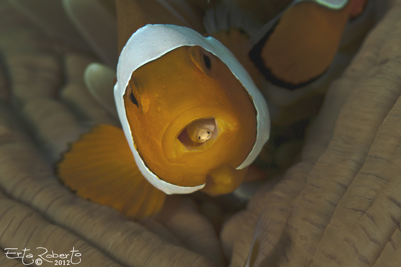 Pagliaccio con parassita