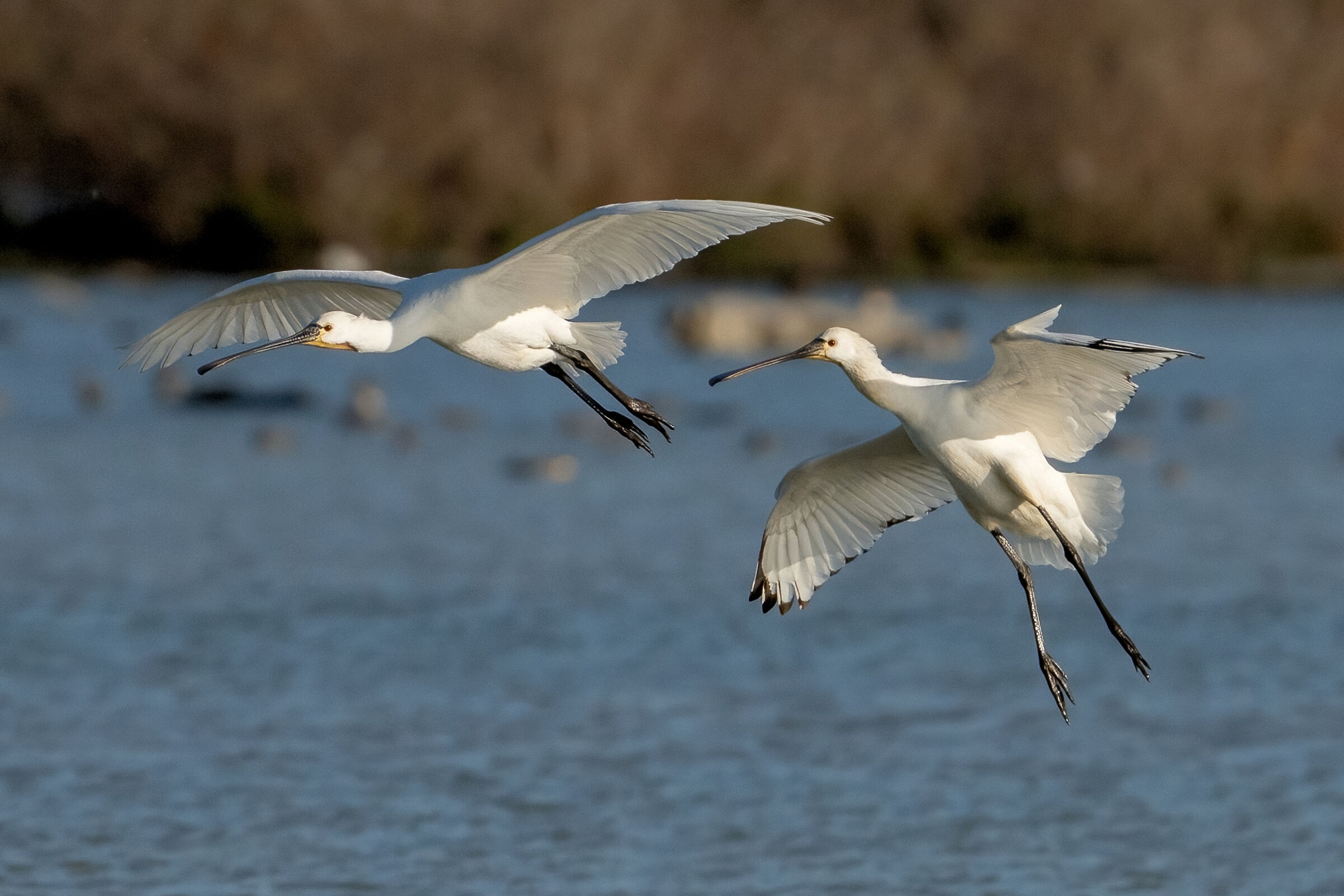 White spoonbill (Platalea leucorodia)