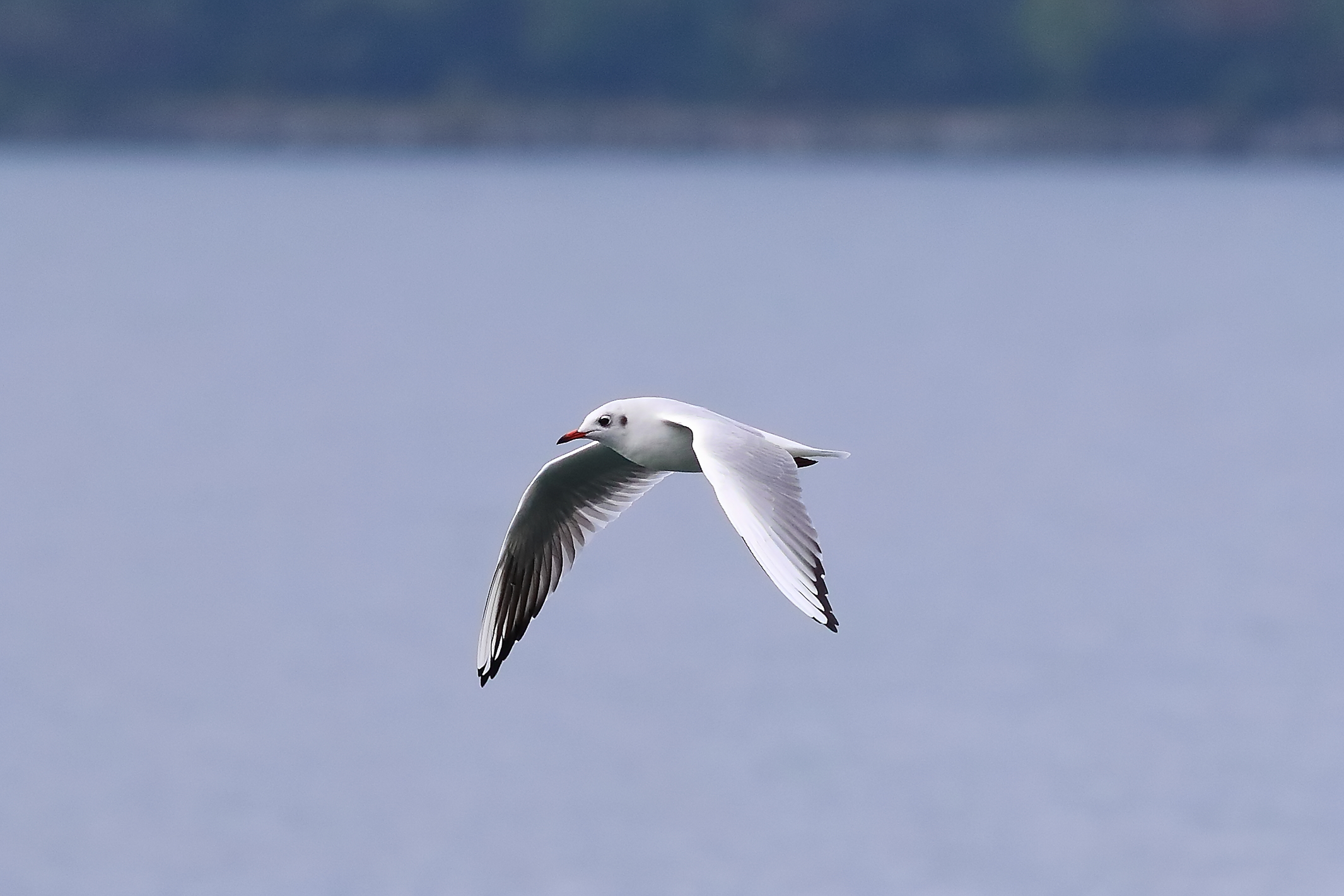 Gabbiano C 02 ottobre 2024 - 0008