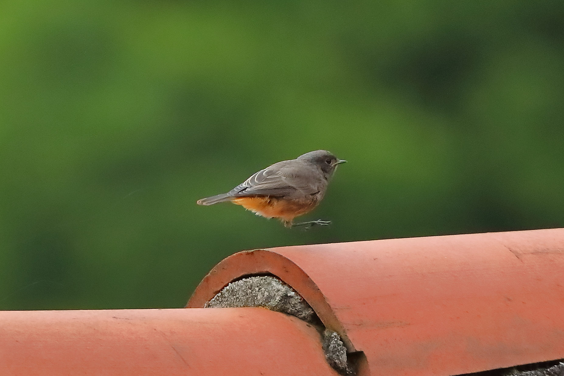 Codirosso S F 31 maggio 2024 - 0013