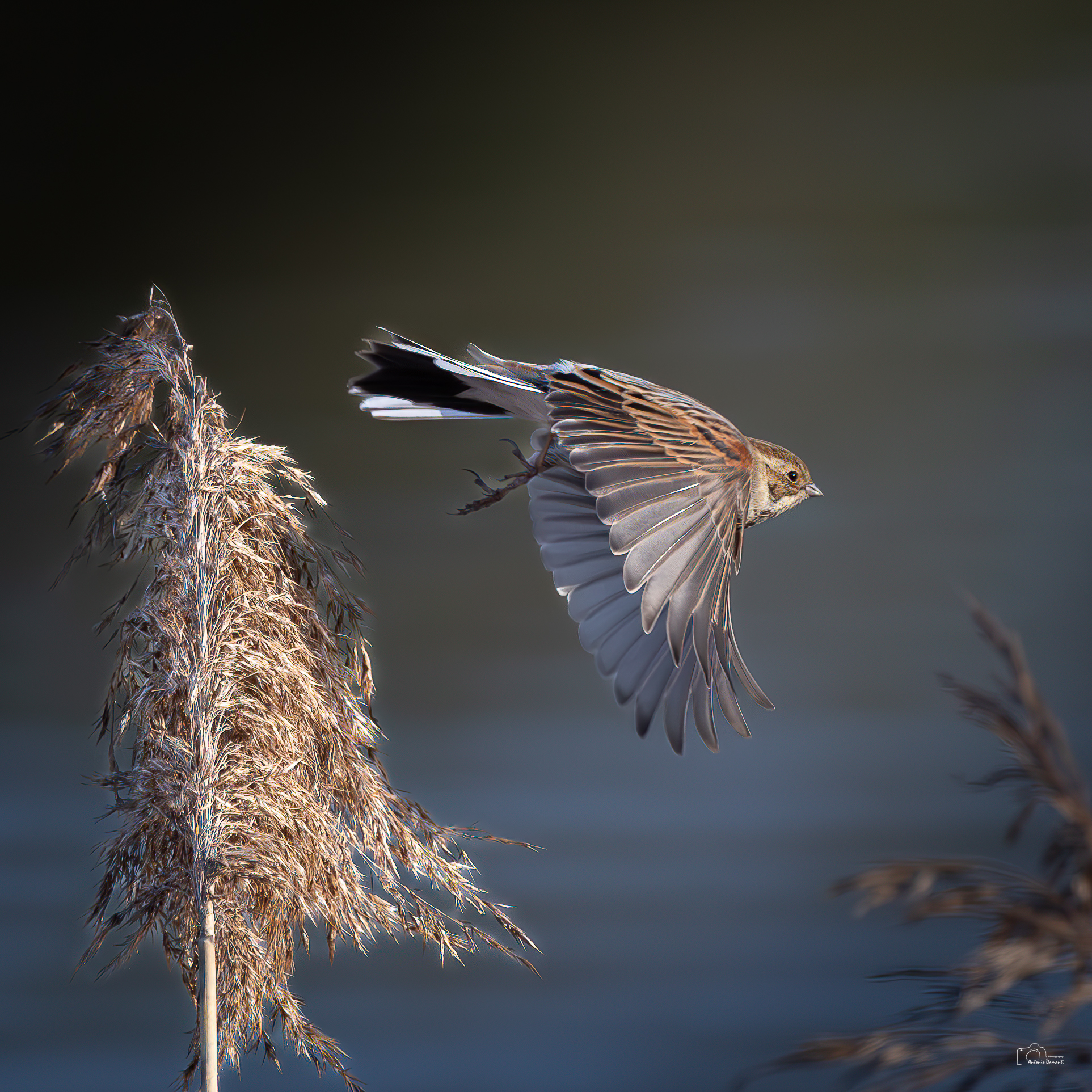 Migliarino in flight