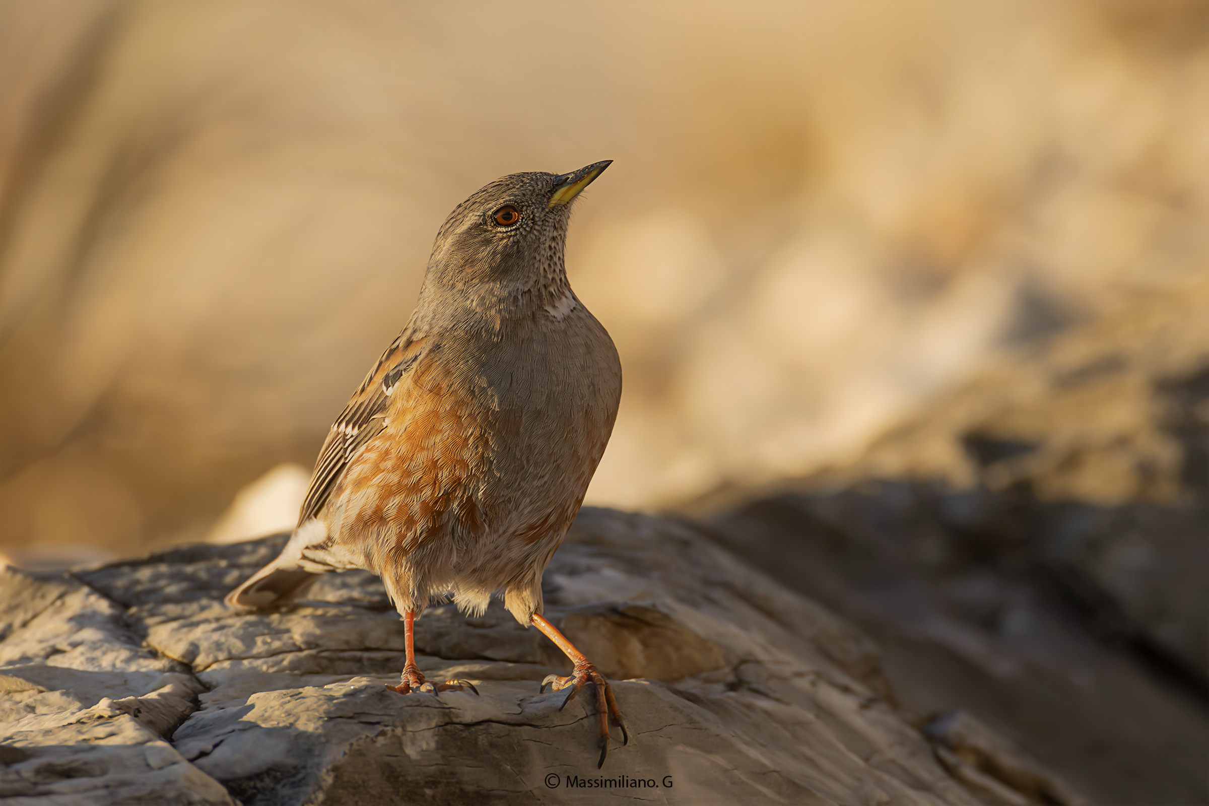 Alpine accentor