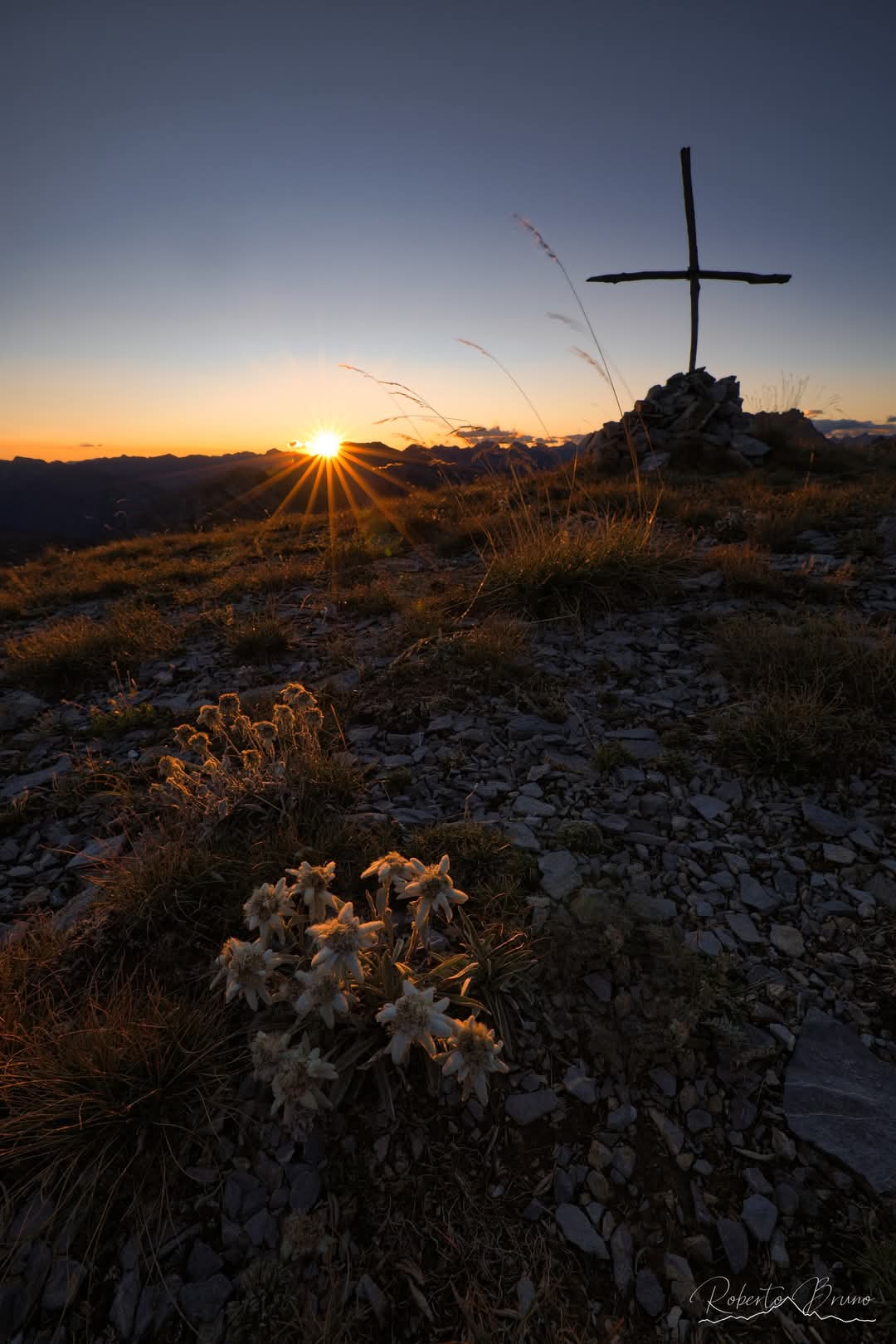 Stelle Alpine al tramonto