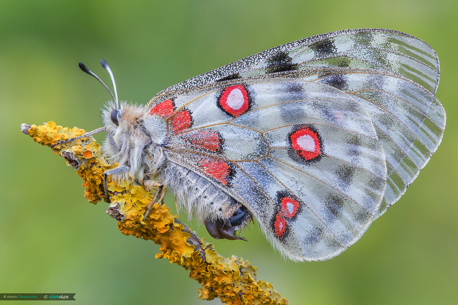 Parnassius apollo