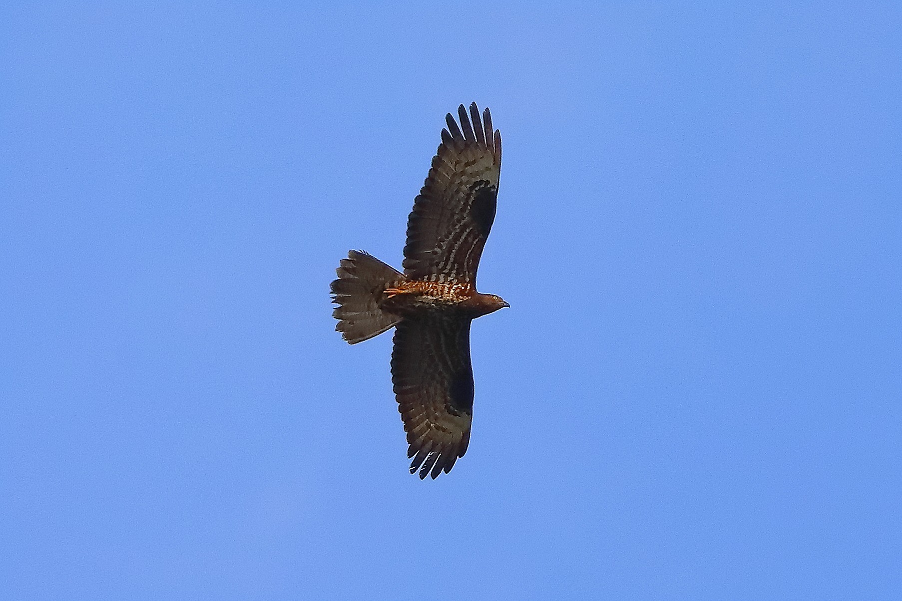 Pecchiaiolo 17 luglio 2024 - 0065