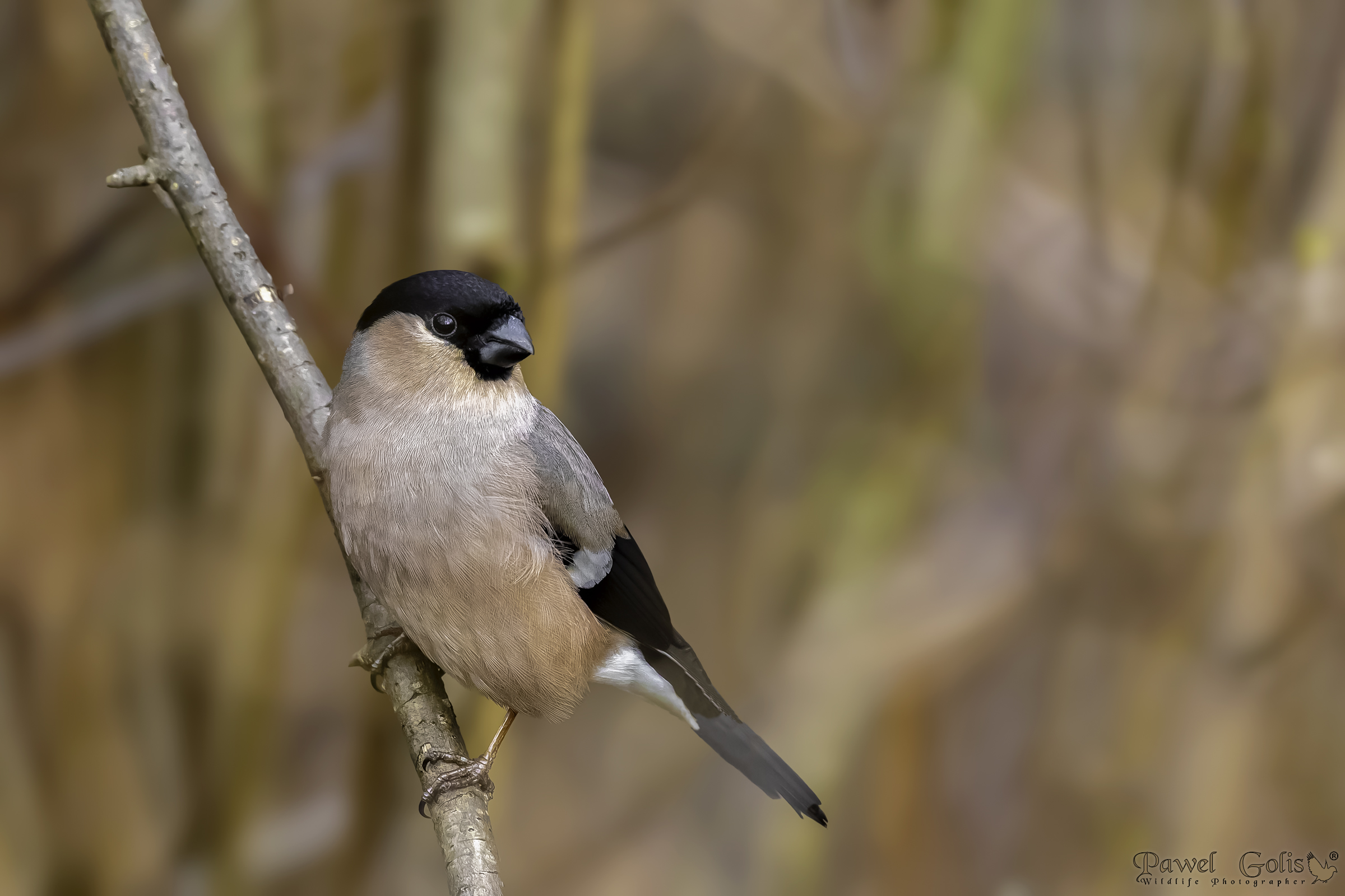 Ciuffolotto (Pyrrhula pyrrhula)