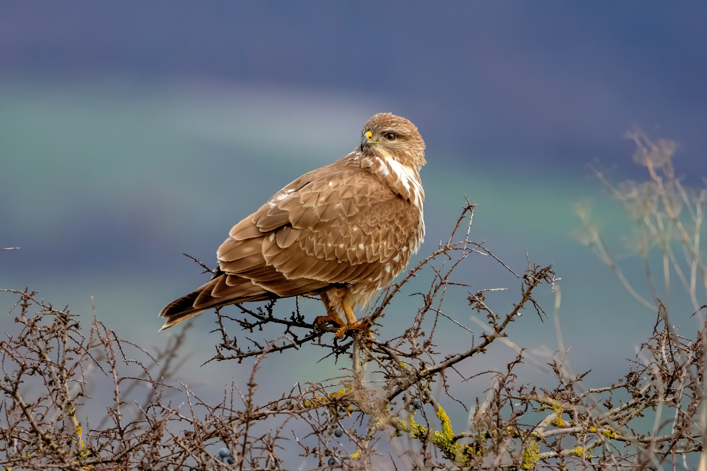 Buzzard (Buteo buteo)