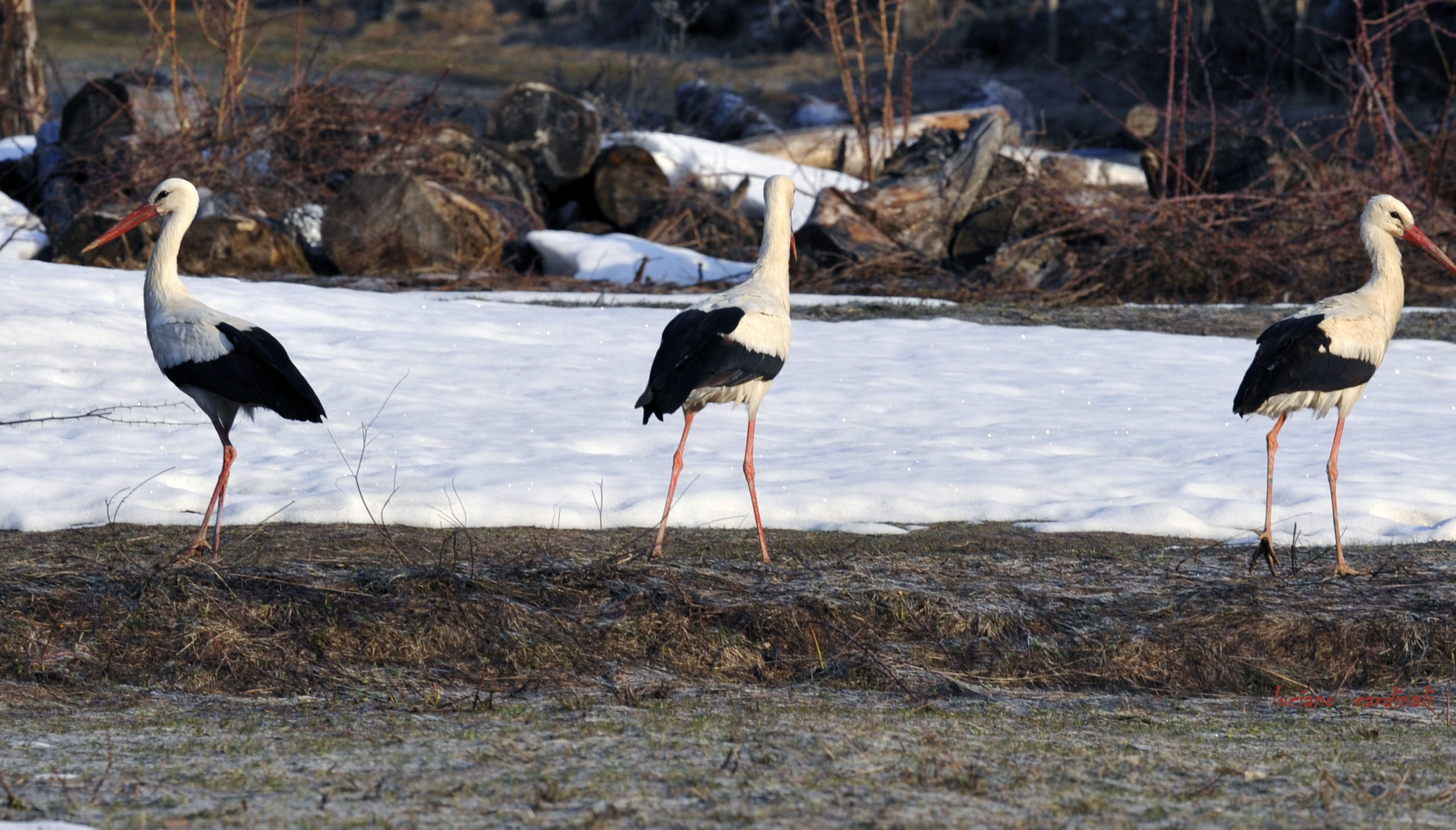 storks