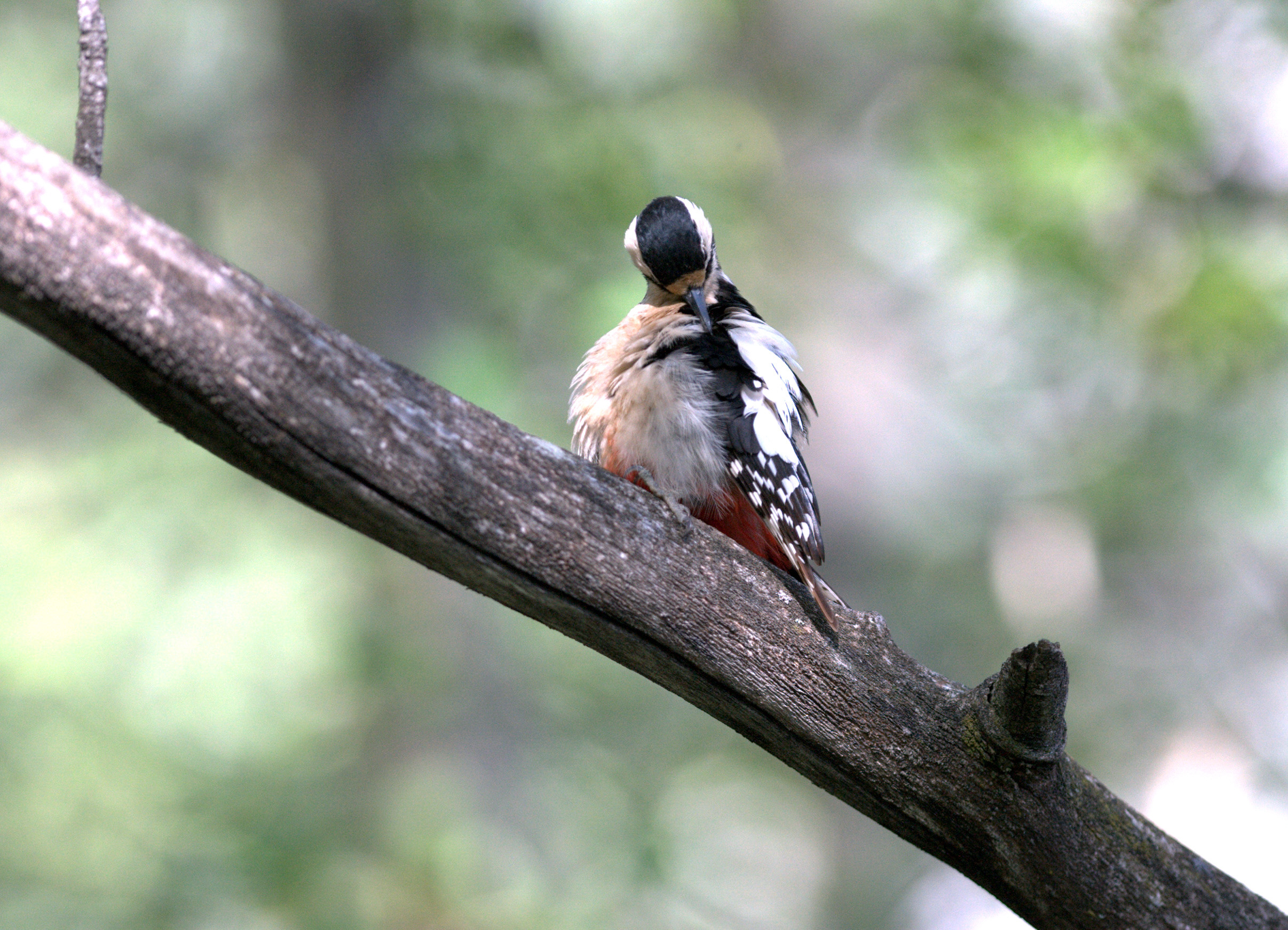 woodpecker
